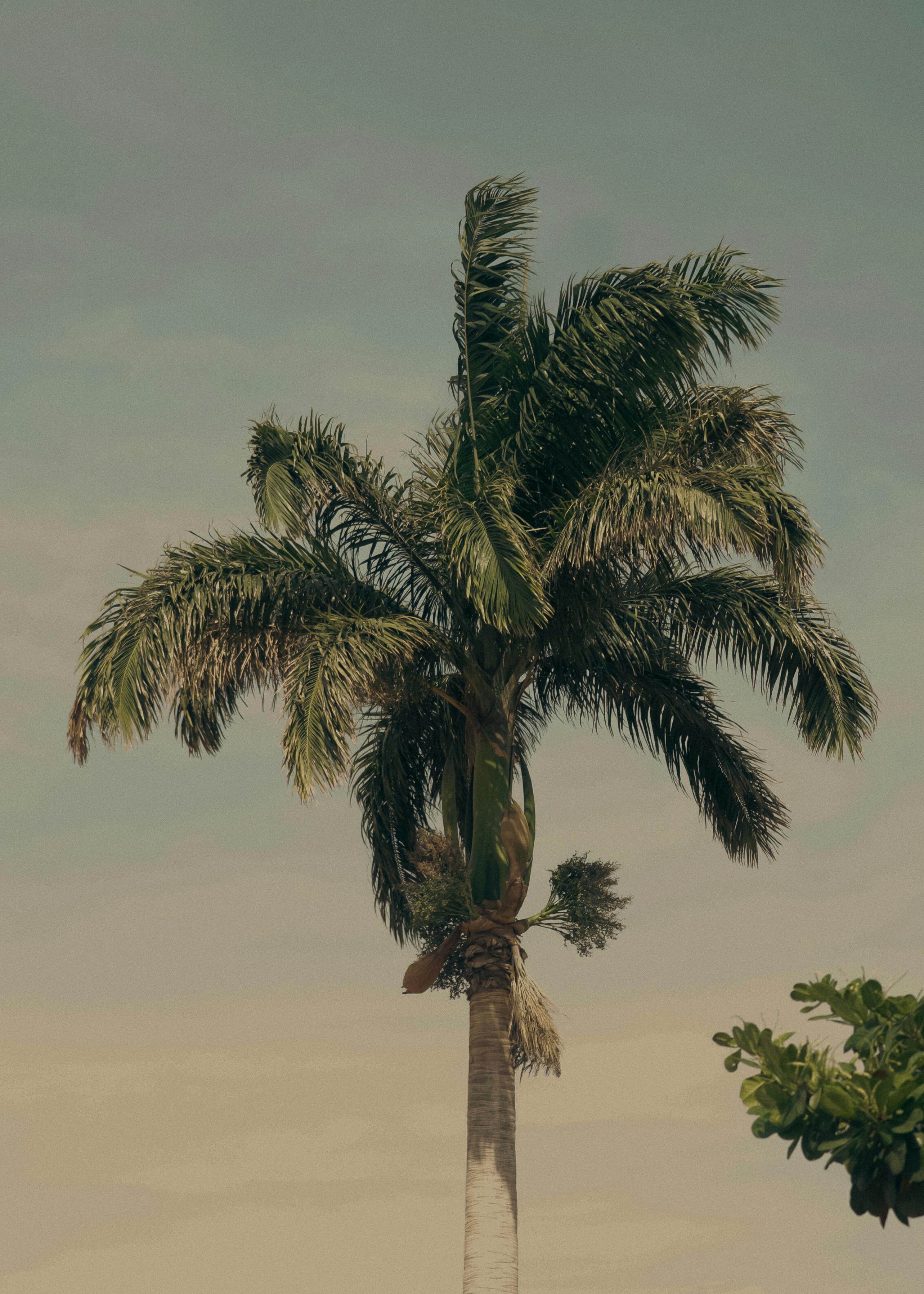 bezplatná Osamělá palma se tyčí vysoko na pozadí teplé jasné oblohy a evokuje pocit tropického klidu. Základová fotografie