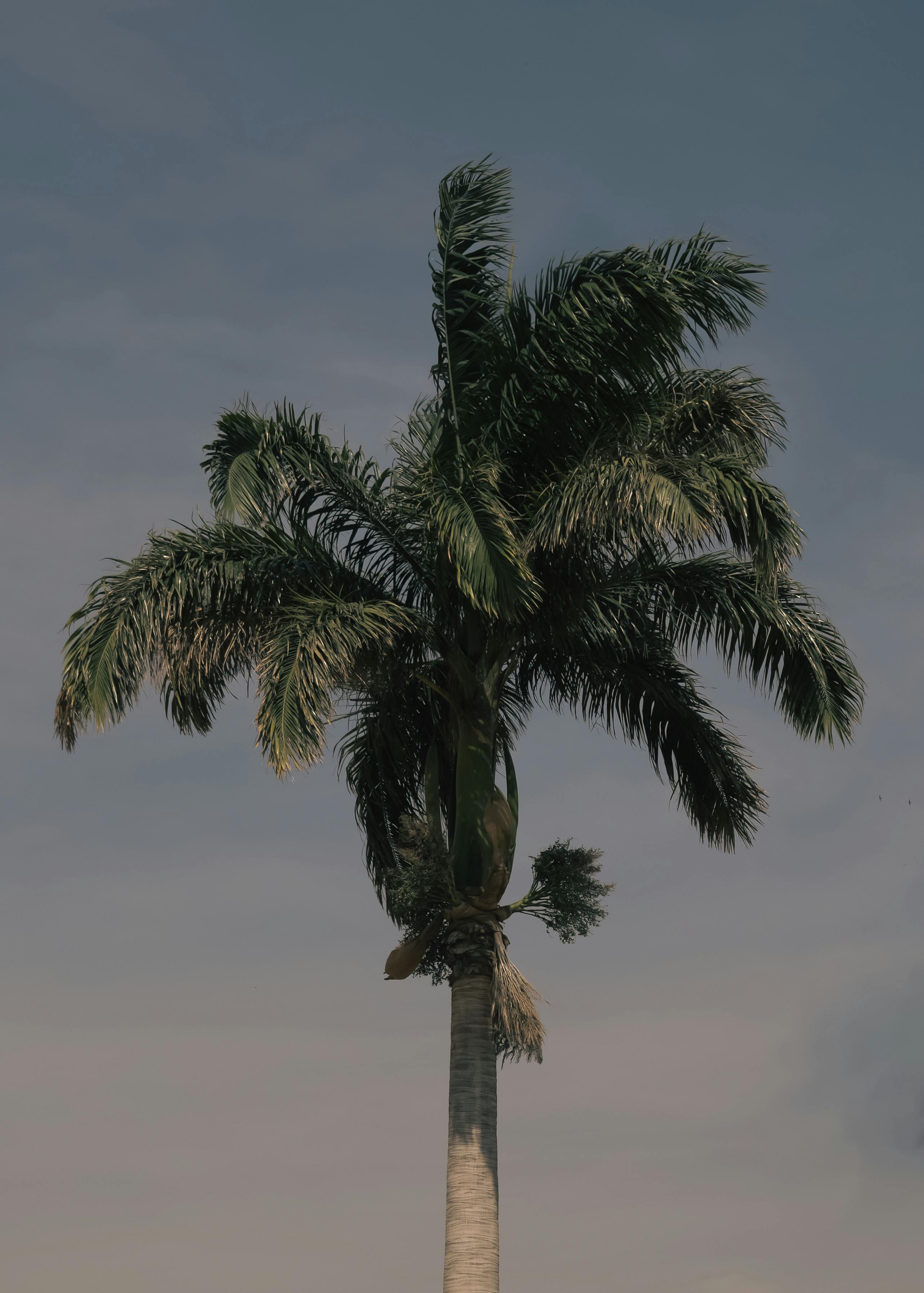 Gratis Fotos de stock gratuitas de @al aire libre, al aire libre, árbol Foto de stock