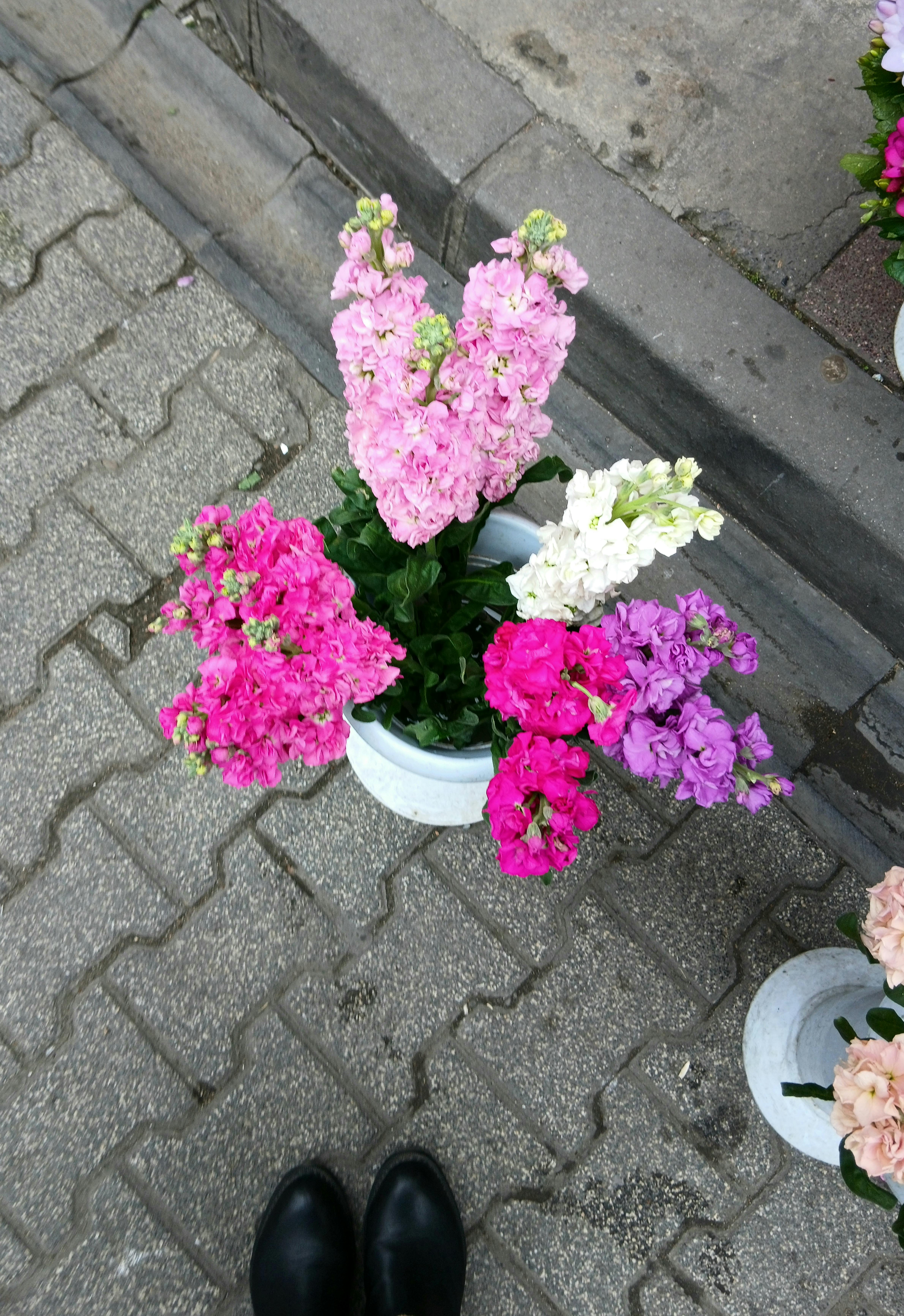 [ColoSach]-vibrant-pink-and-white-snapdragons-in-a-street-planter-from-above.