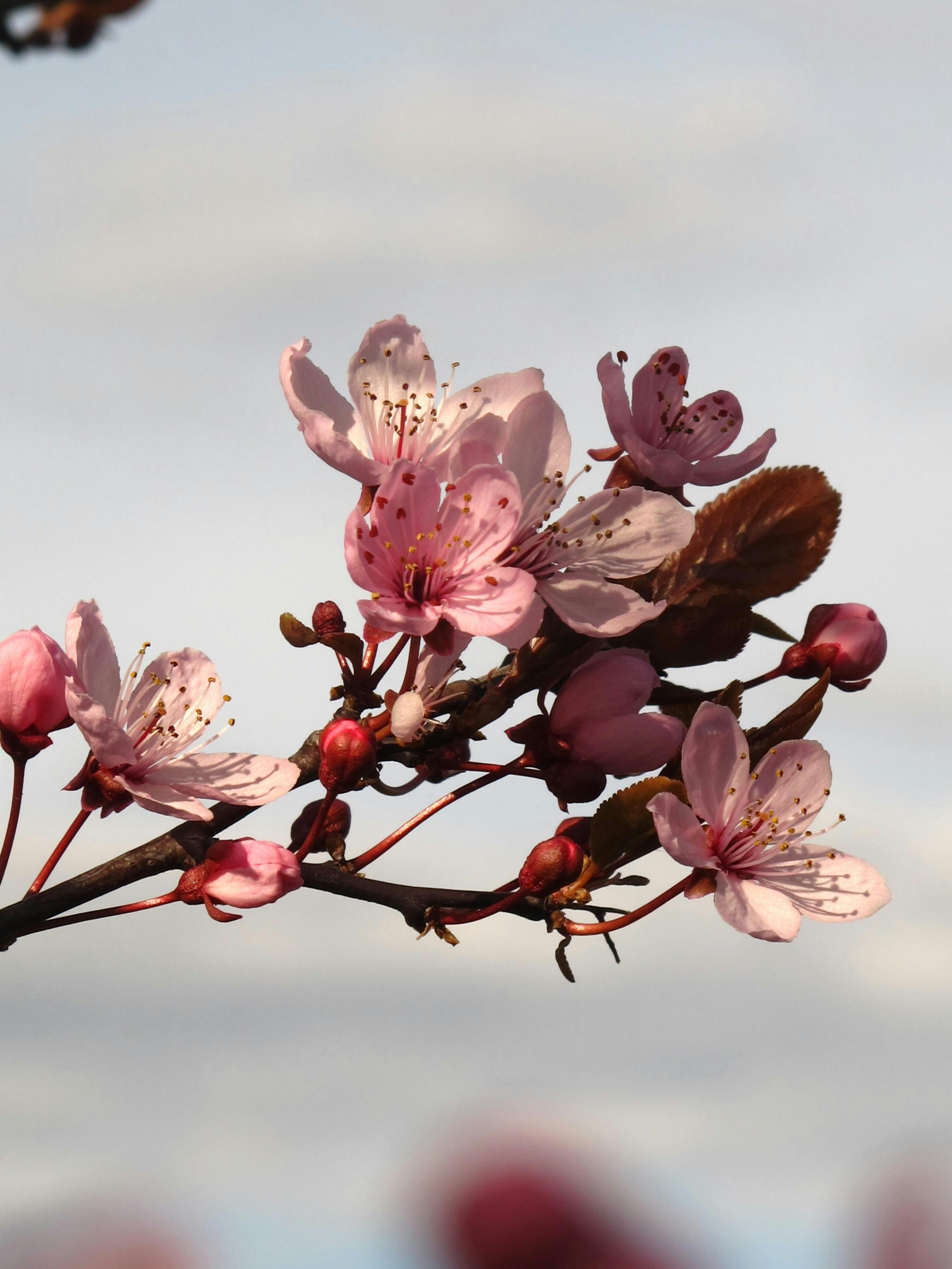[ColoSach]-stunning-cherry-blossoms-captured-in-spring,-barcelona,-spain.-vibrant-pink-petals-under-a-bright-sky.
