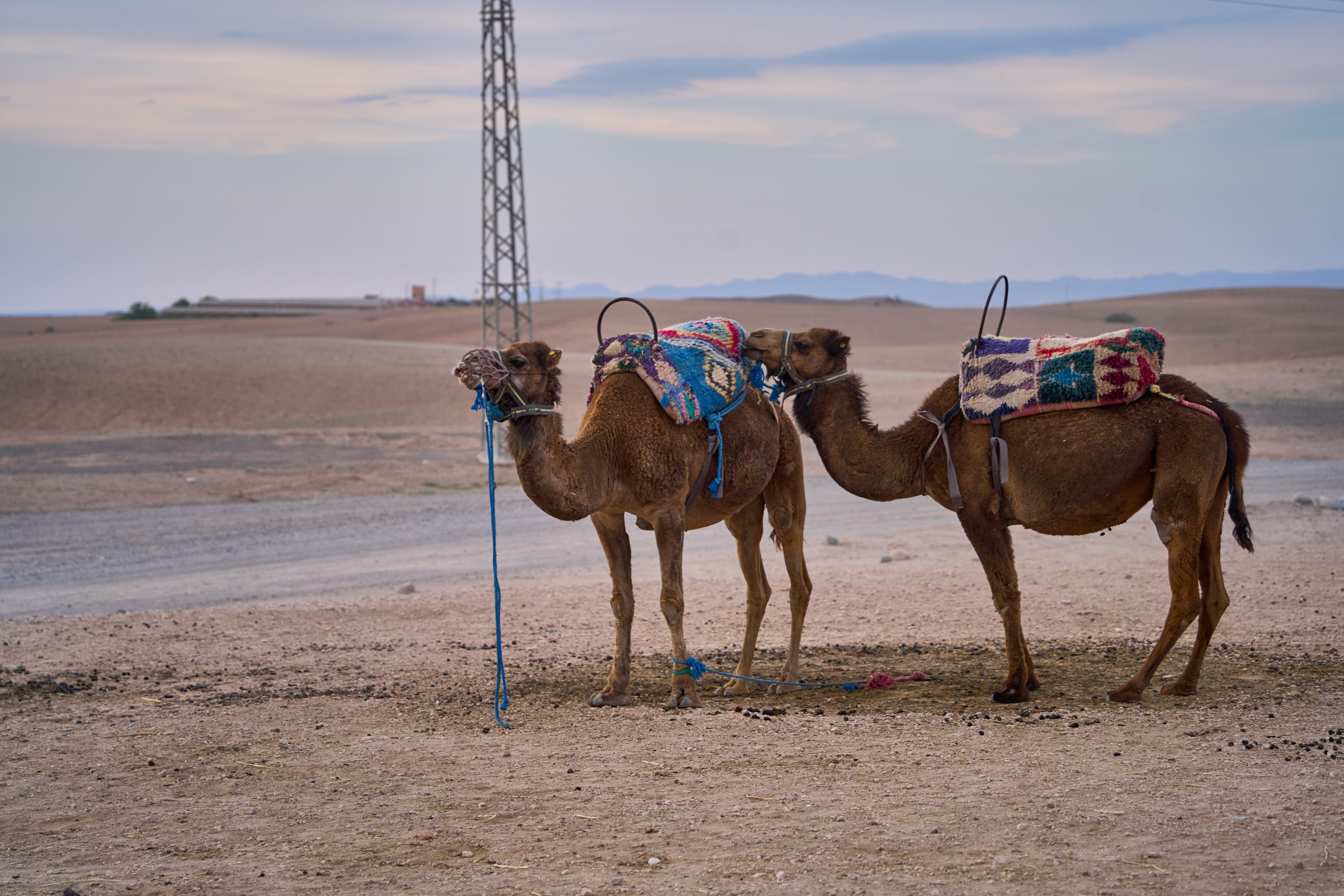 Camel Ride in Marrakech (2026): Palmeraie or Agafay, Prices