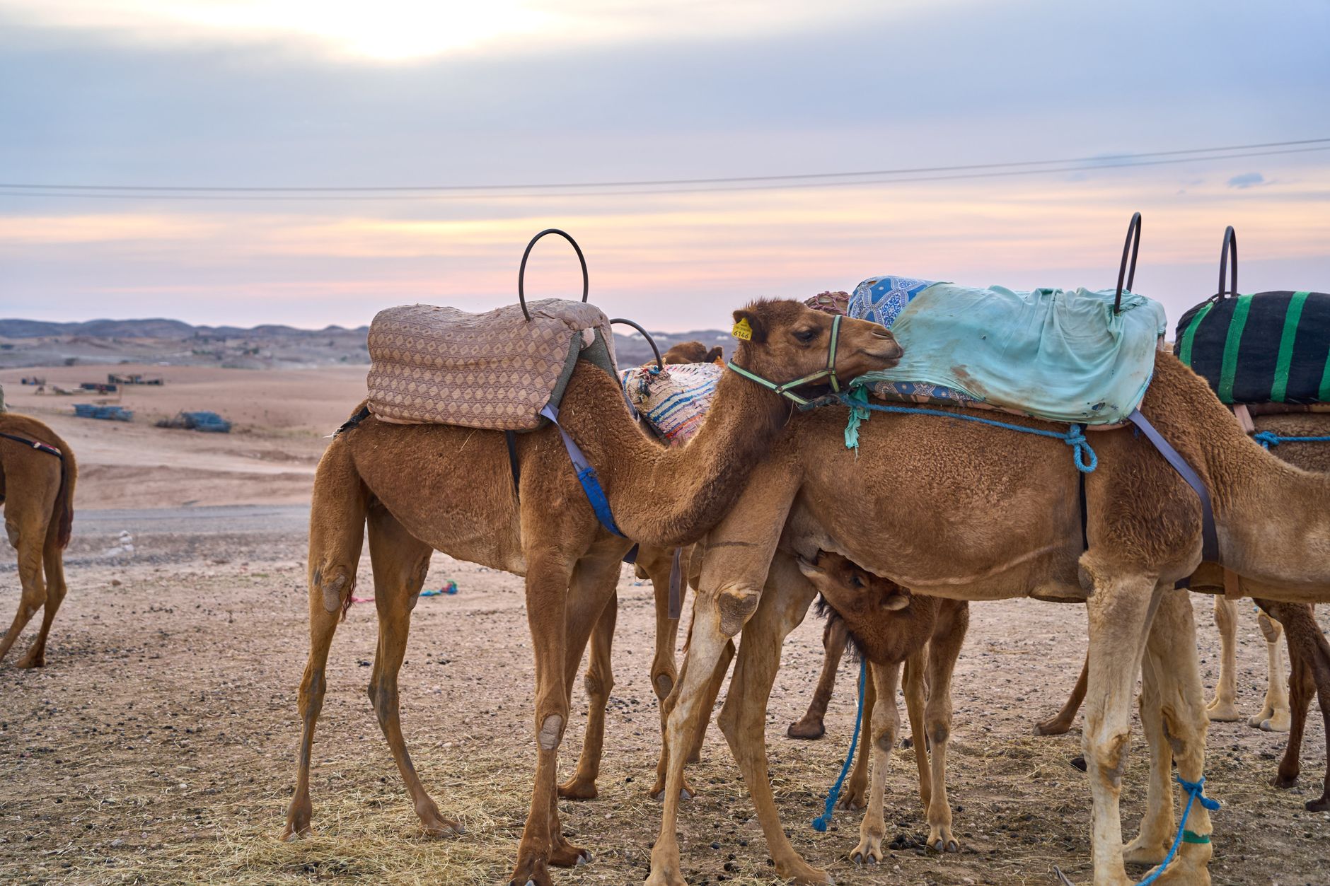 A group of camels with saddles ready for travel in the Moroccan desert at sunset.