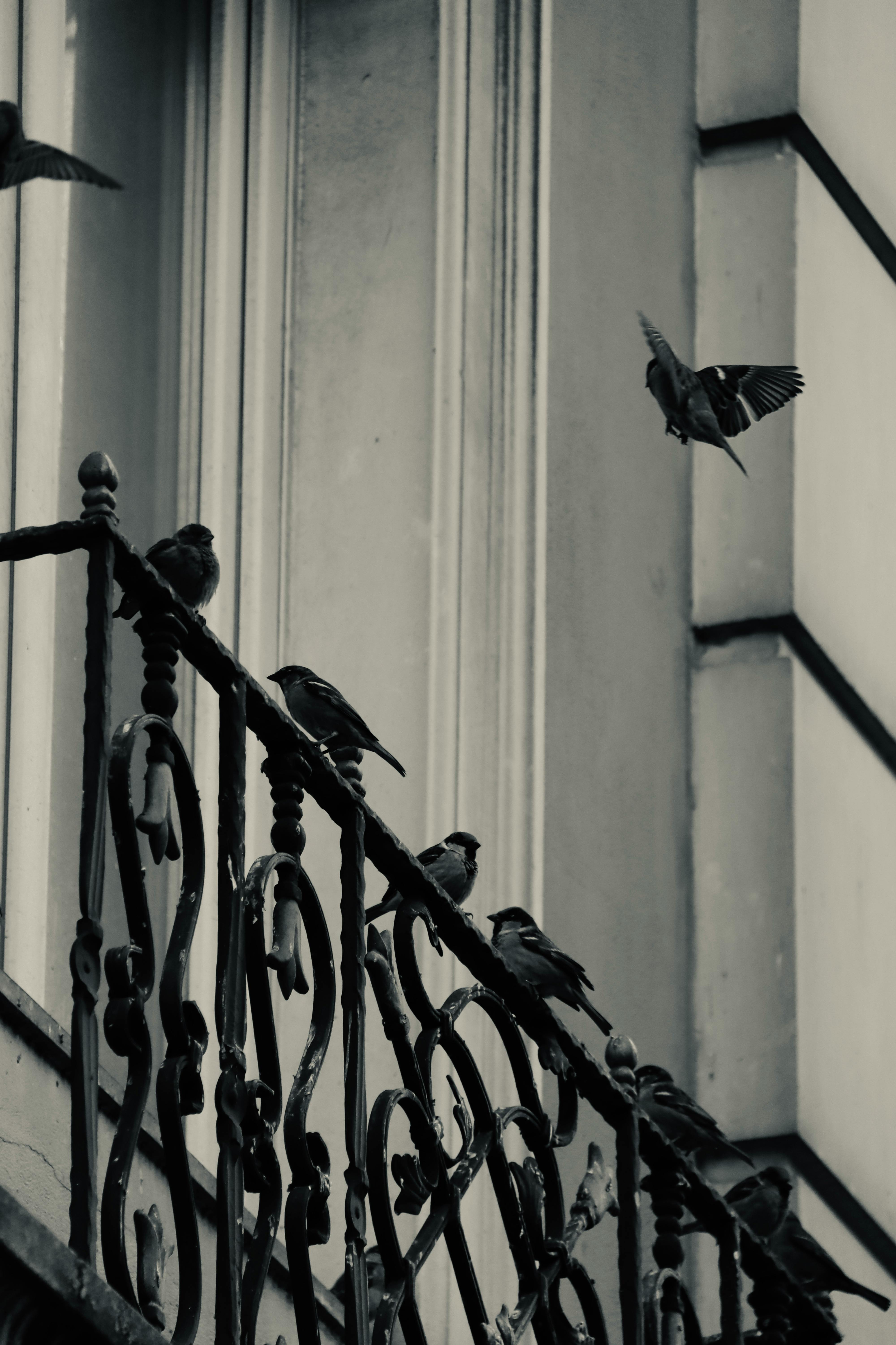 Zadarmo Kŕdeľ vrabcov sedel na zdobenom balkónovom zábradlí oproti klasickej fasáde budovy. Fotka z fotobanky