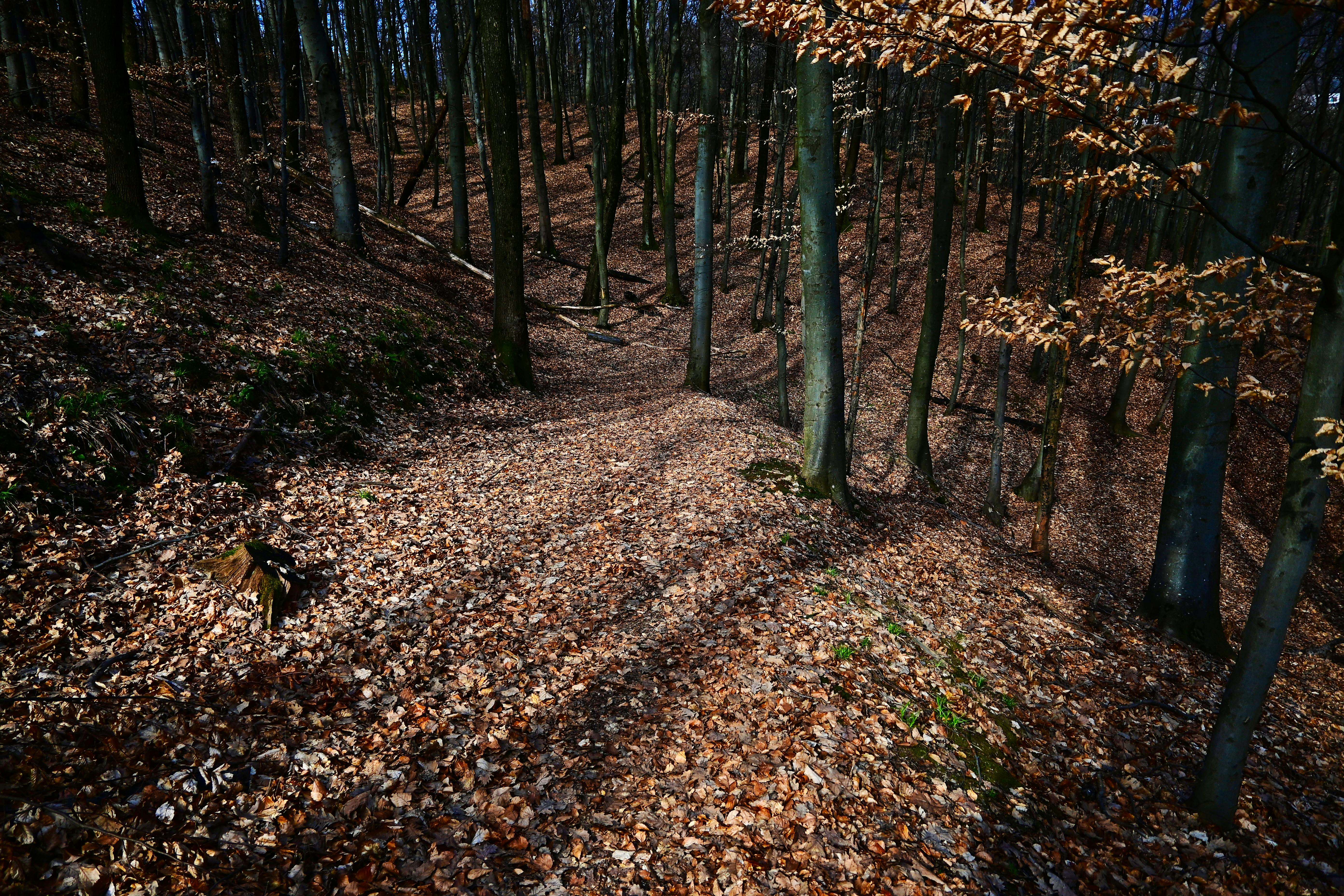 бесплатная Спокойный лесной пейзаж с голыми деревьями и землей, покрытой осенней листвой. Стоковое фото