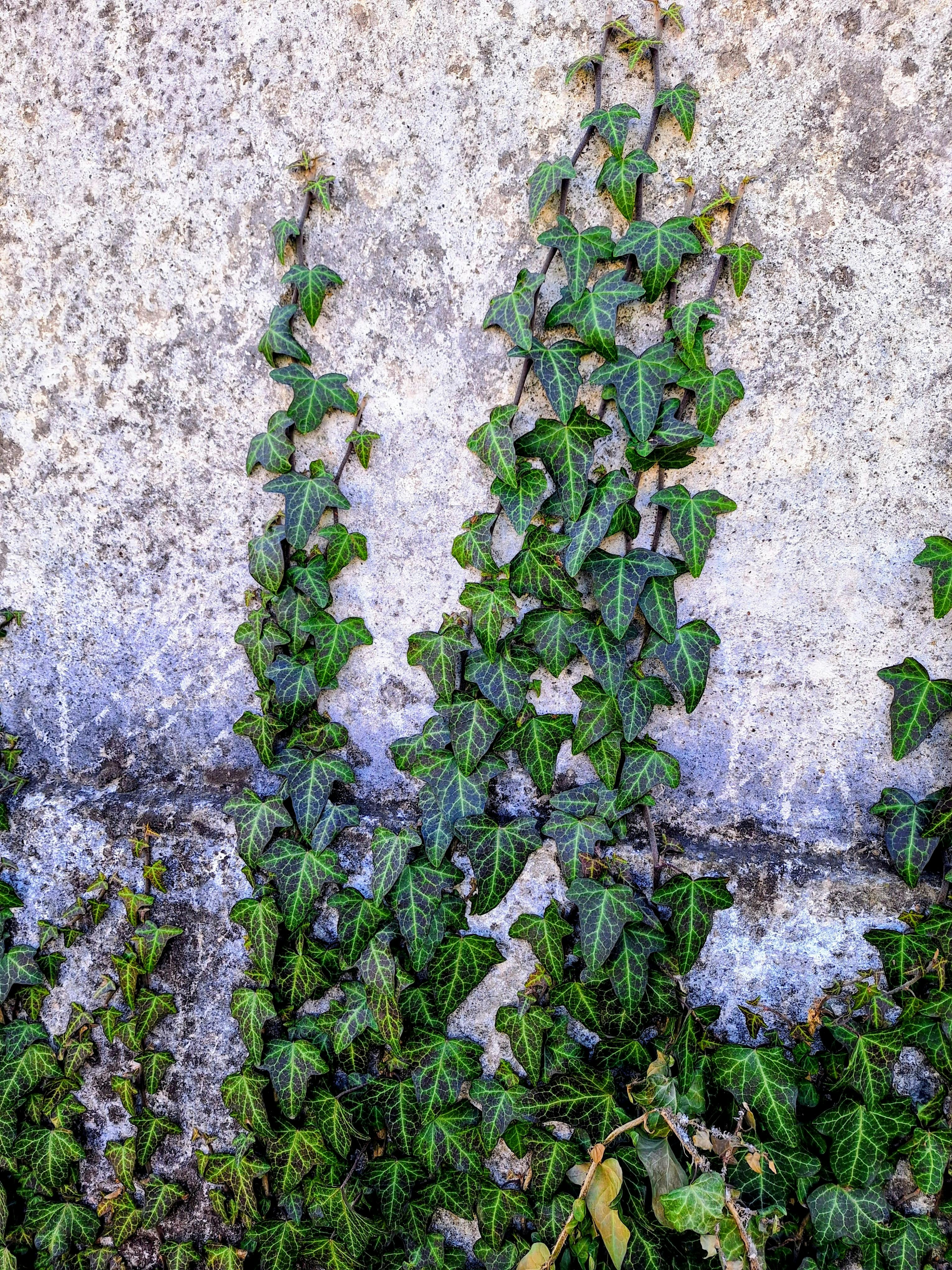 Kostnadsfria Livfull grön murgröna klättrar på en texturerad stenmur och visar upp naturlig skönhet och tillväxt. Stock foto