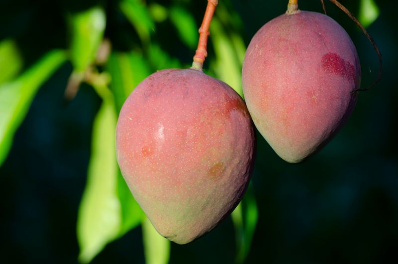 Ripe Mango growing on tree