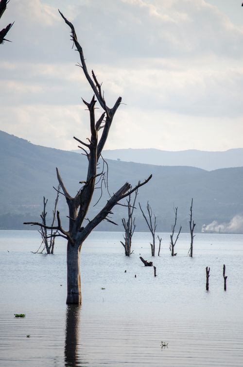 Free Stunning view of dead trees rising from a tranquil lake against distant hills, a perfect nature moment. Stock Photo