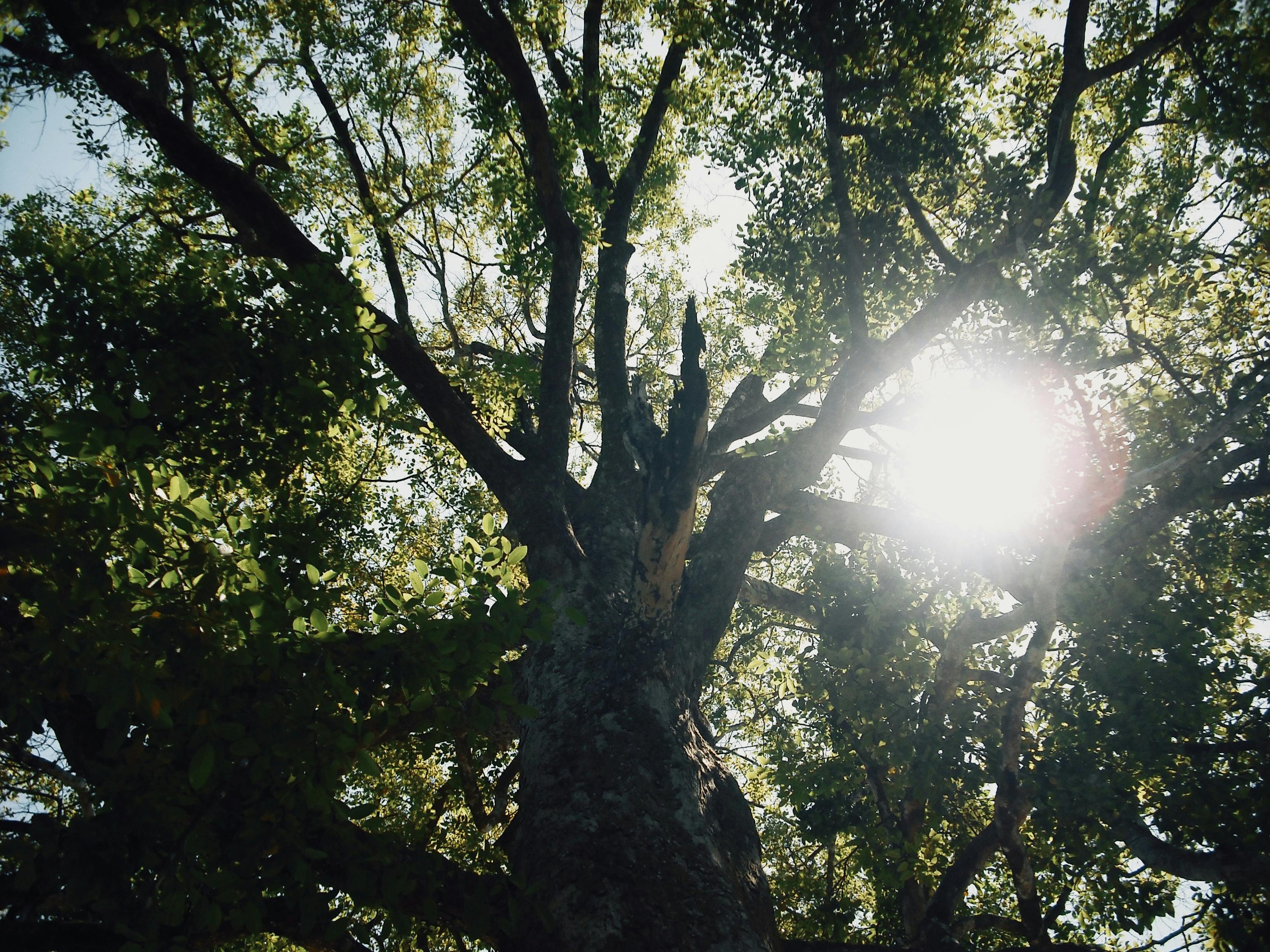 免费 在越南同奈省，阳光透过树叶洒下，映照出一棵参天大树的景象。 素材图片