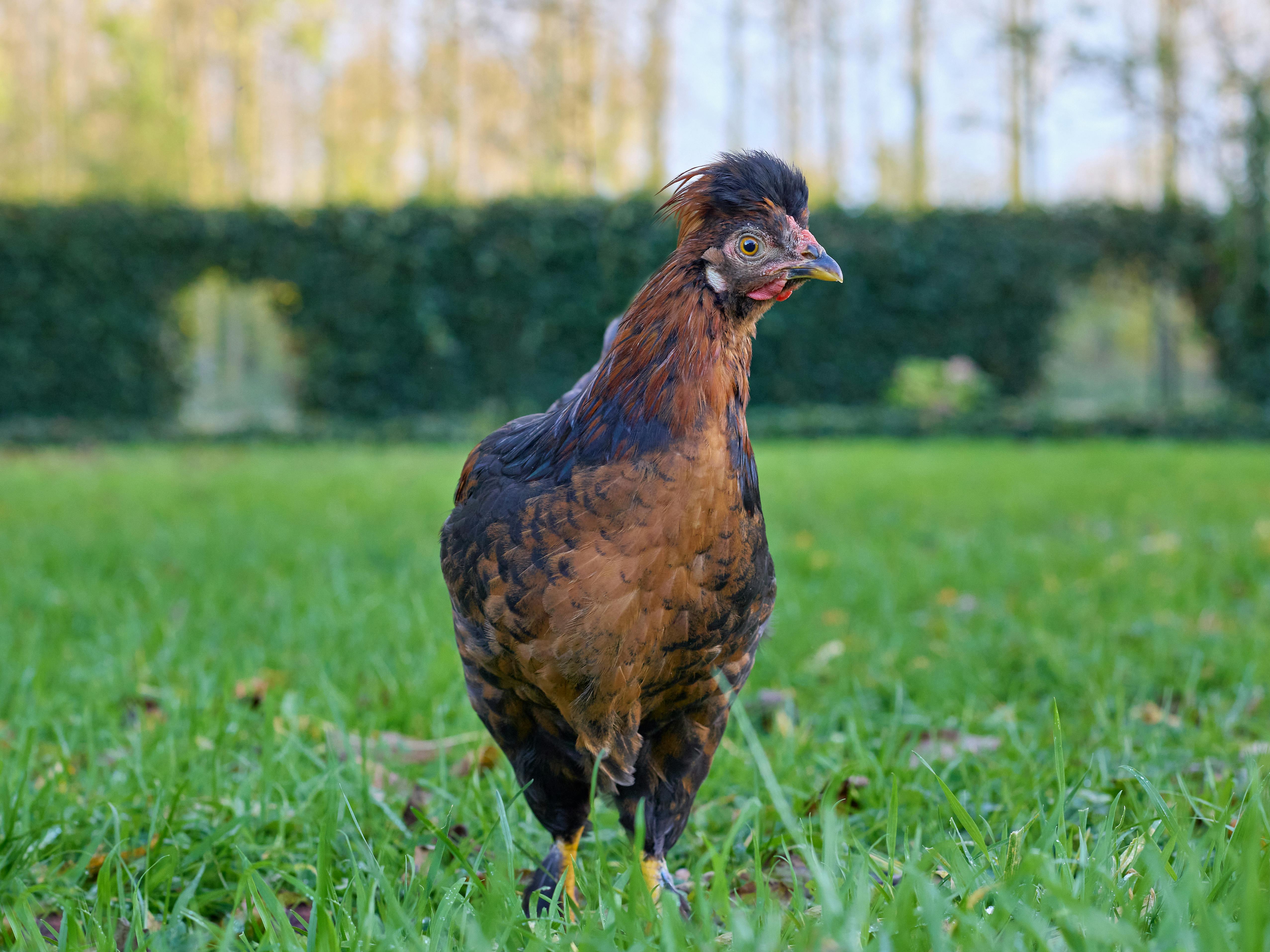 grátis Uma galinha-d'angola vibrante se destaca na grama exuberante, exalando elegância e curiosidade em um ambiente rural ao ar livre. Foto profissional
