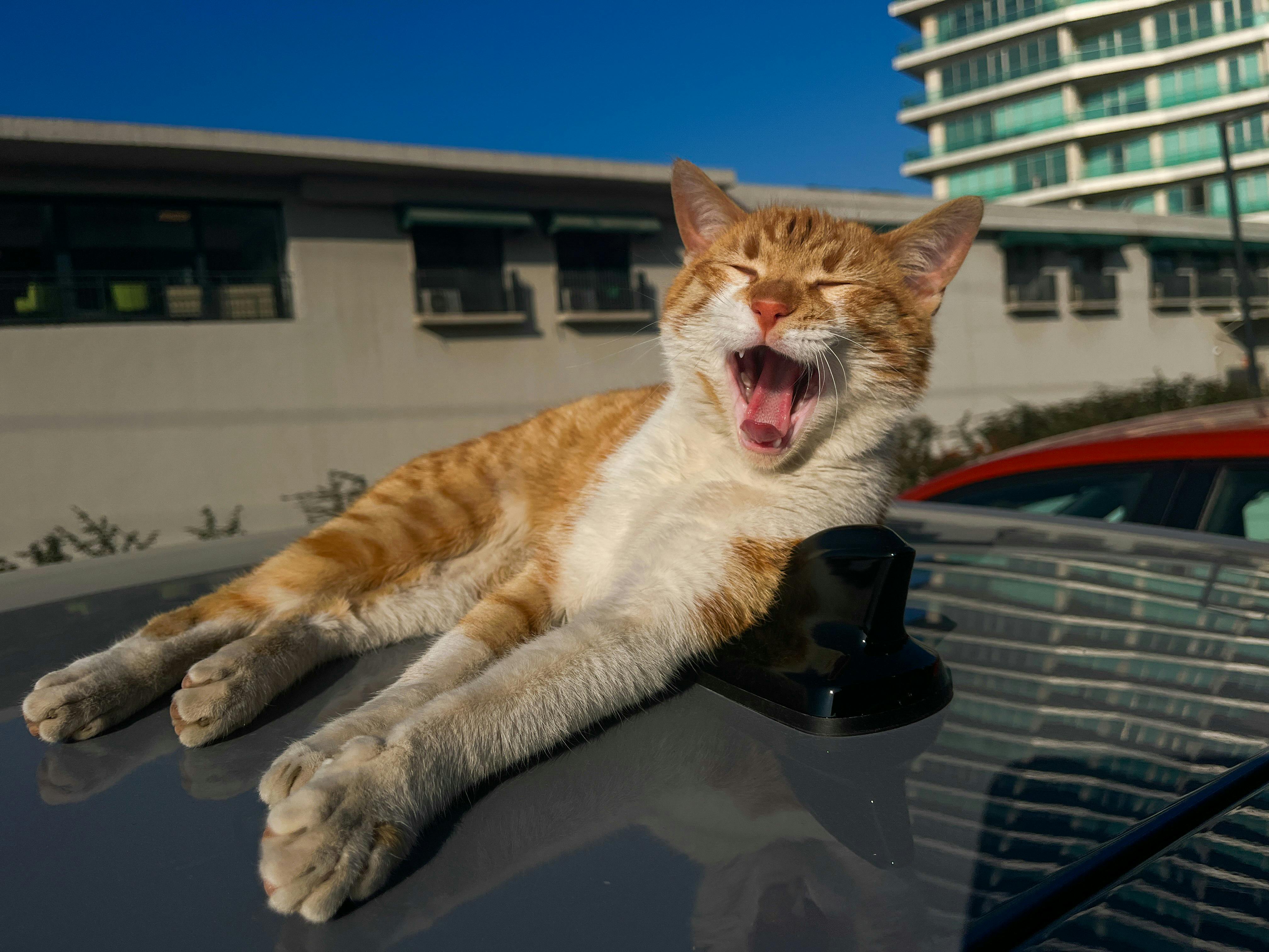 Gratis Un gato pelirrojo se estira y bosteza mientras yace cómodamente sobre el techo de un coche bajo el brillante sol. Foto de stock