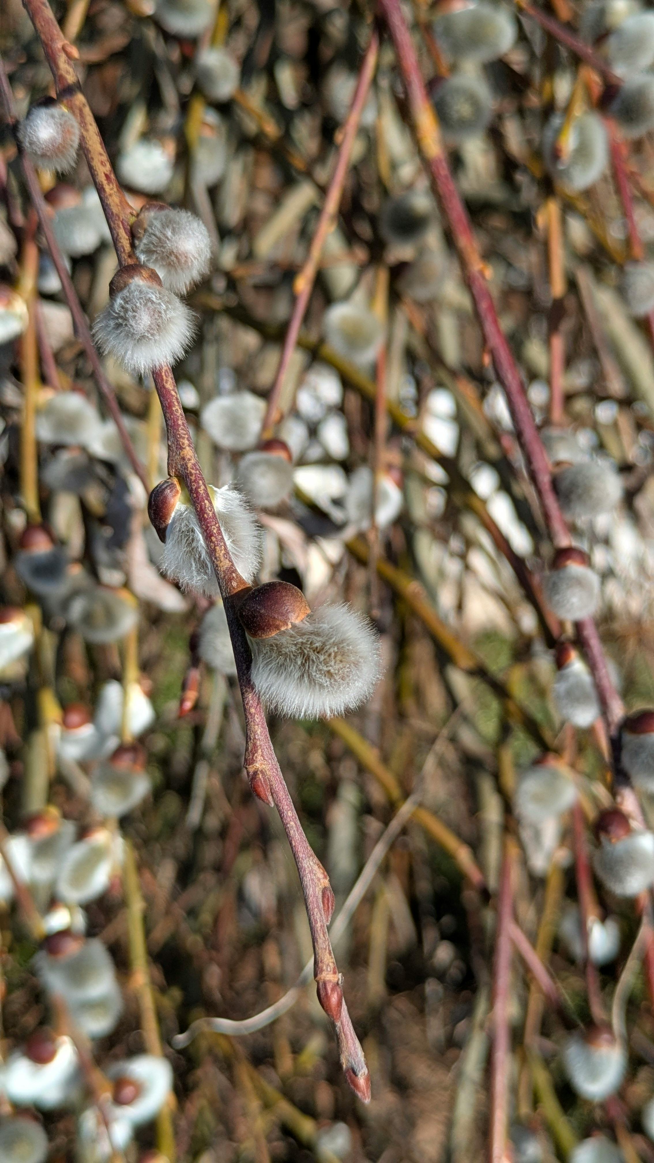Kostnadsfria Makrobild av en pilgren med fluffiga hängen på våren. Stock foto