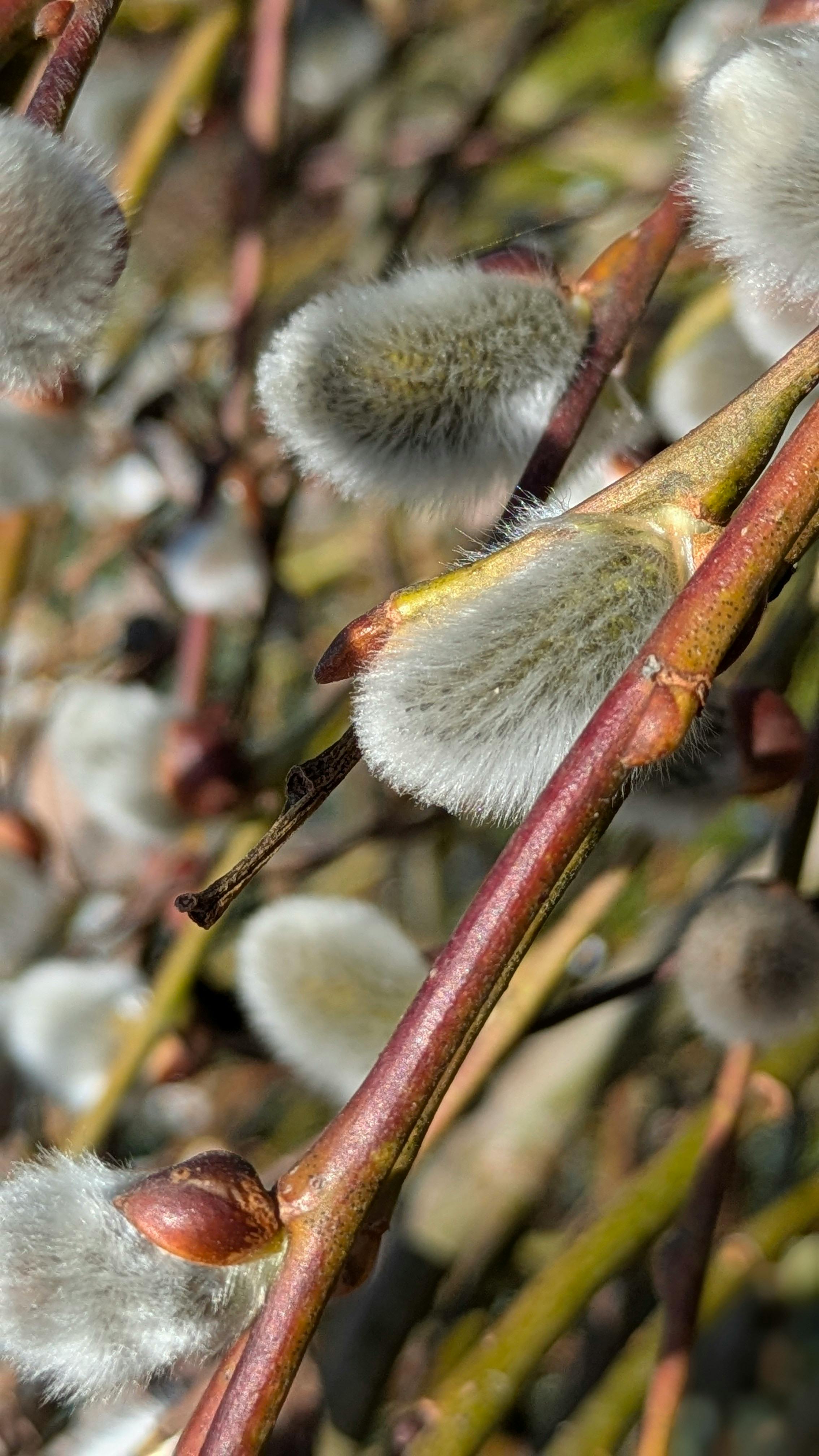 Gratis lagerfoto af årstidsbestemt, blød, blødt fokus Lagerfoto