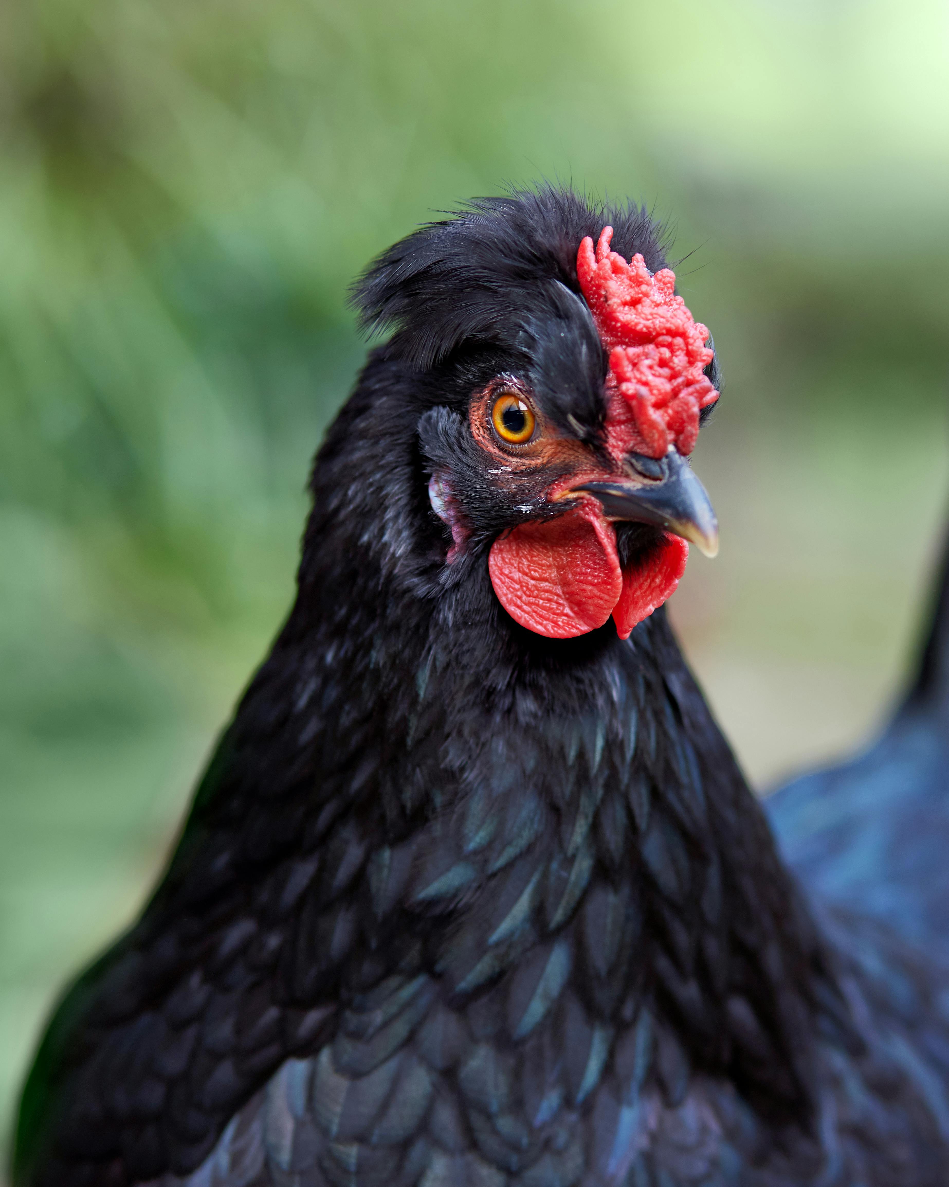 grátis Um vibrante retrato em close-up de uma galinha preta com crista e barbelas vermelhas, vista ao ar livre. Foto profissional