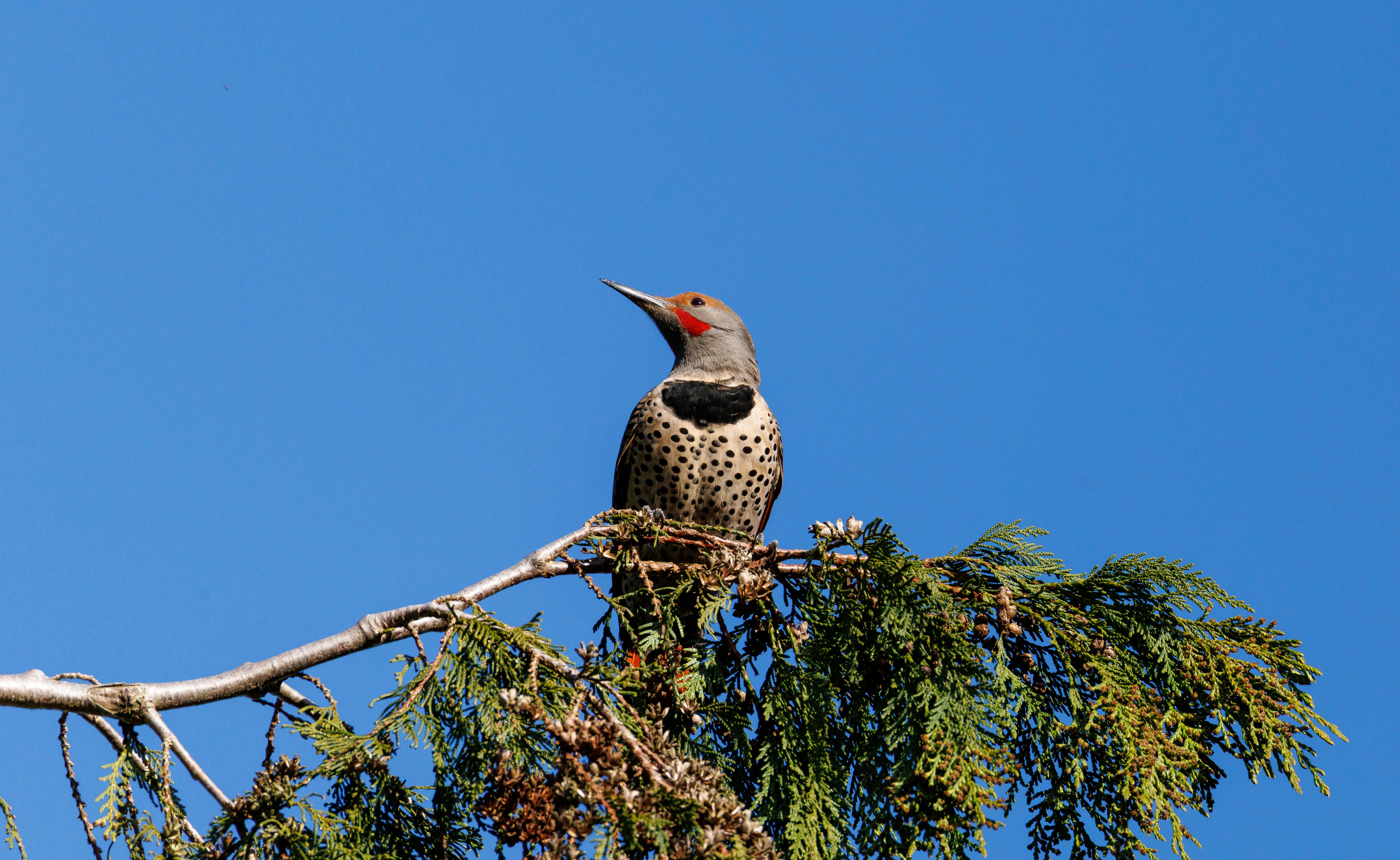 bezplatná Pták severní Flicker odpočívající na stálezelené větvi proti jasné modré obloze. Základová fotografie