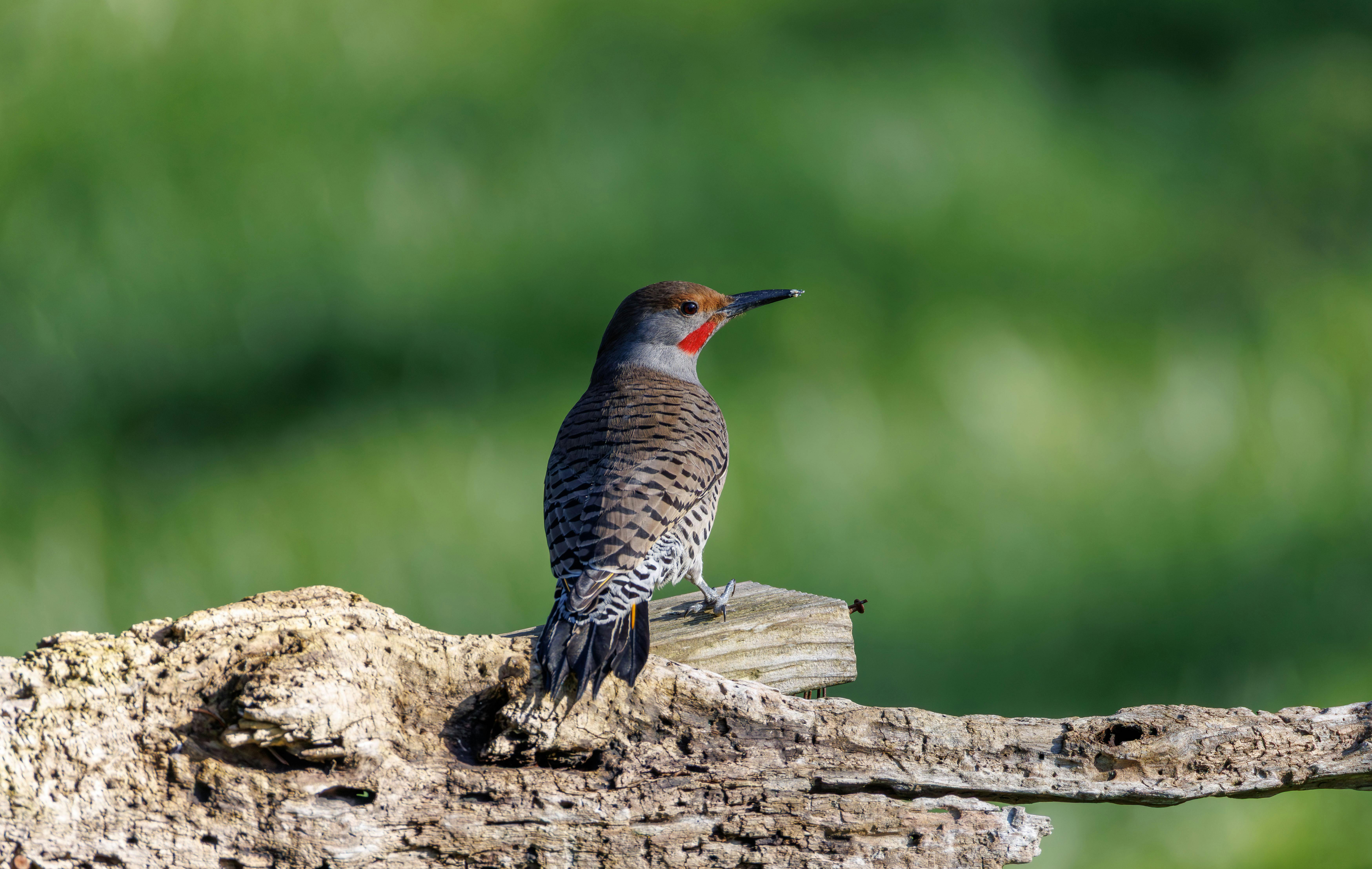 Miễn phí Ảnh lưu trữ miễn phí về ánh sáng mặt trời, Bắc Mỹ, bắc nhấp nháy Ảnh lưu trữ