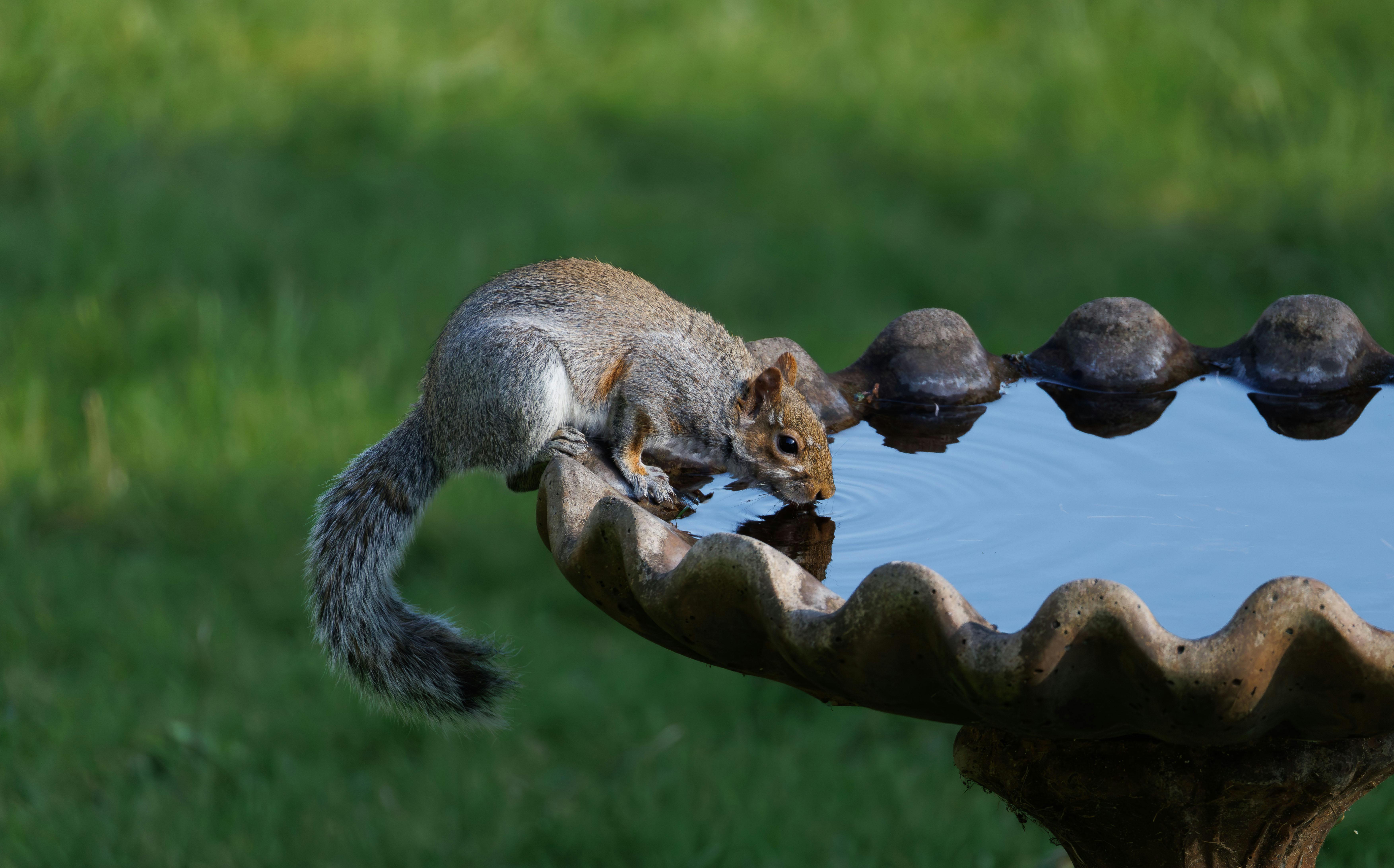 bezplatná Veverka sedí na ptačí lázni a pije vodu, obklopená bujnou zelení. Základová fotografie