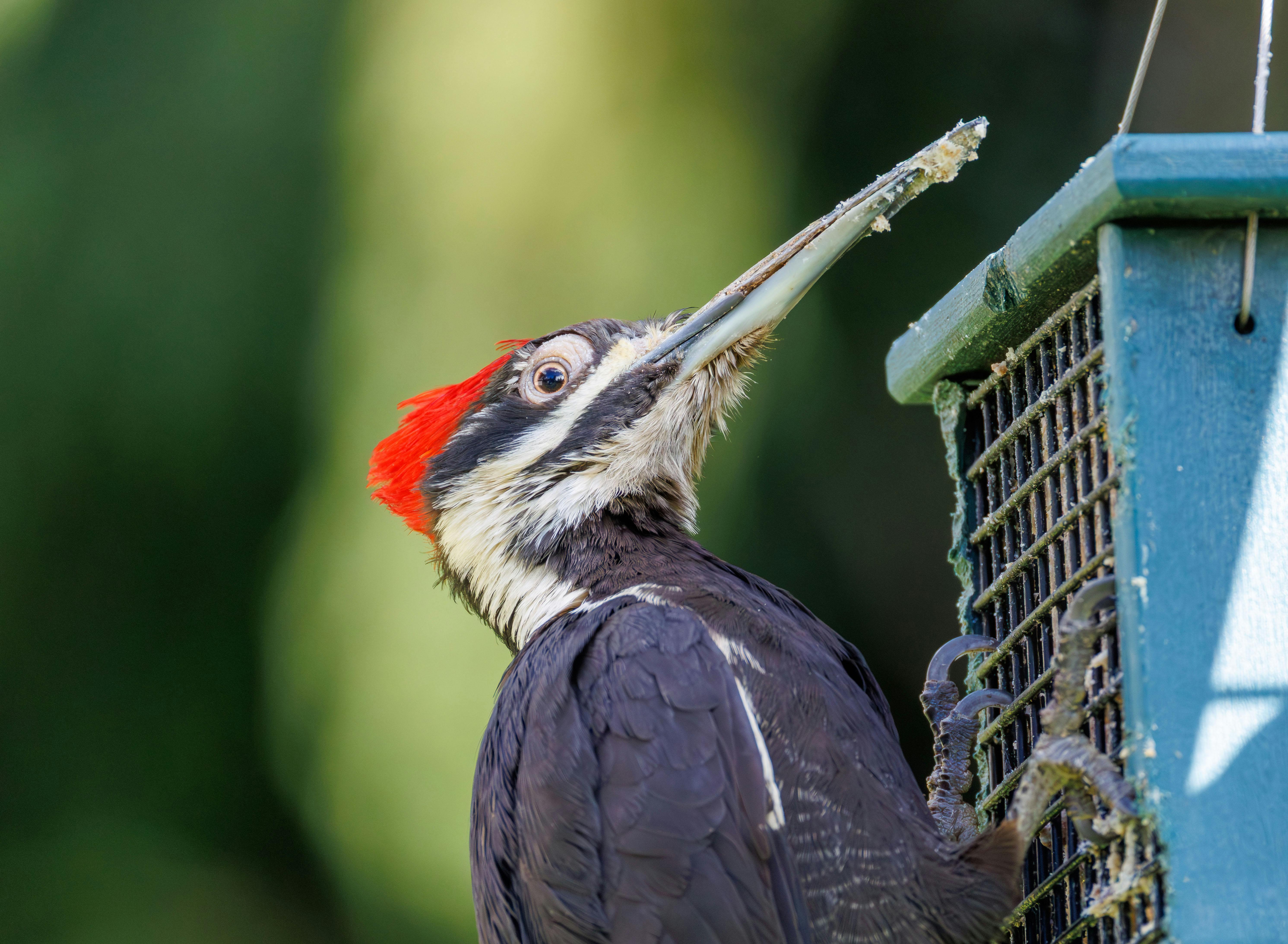 bezplatná Detail datla pilovitého, jak venku jí loj ze zahradního krmítka. Základová fotografie