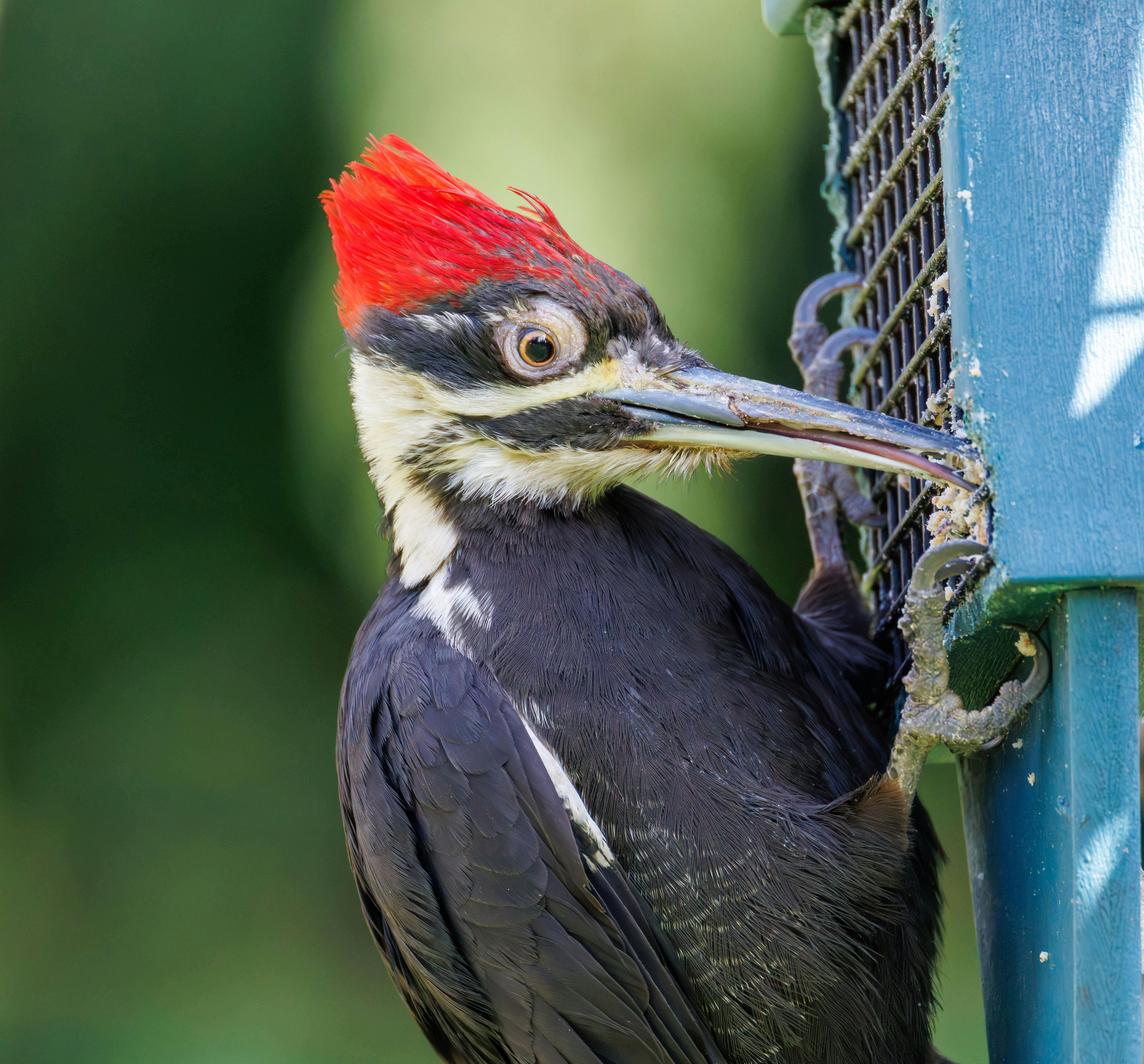 免费 一张细节丰富的图片，展示了一只大啄木鸟在鸟食架上觅食，突出了它鲜艳的红色冠羽和醒目的黑白羽毛。 素材图片