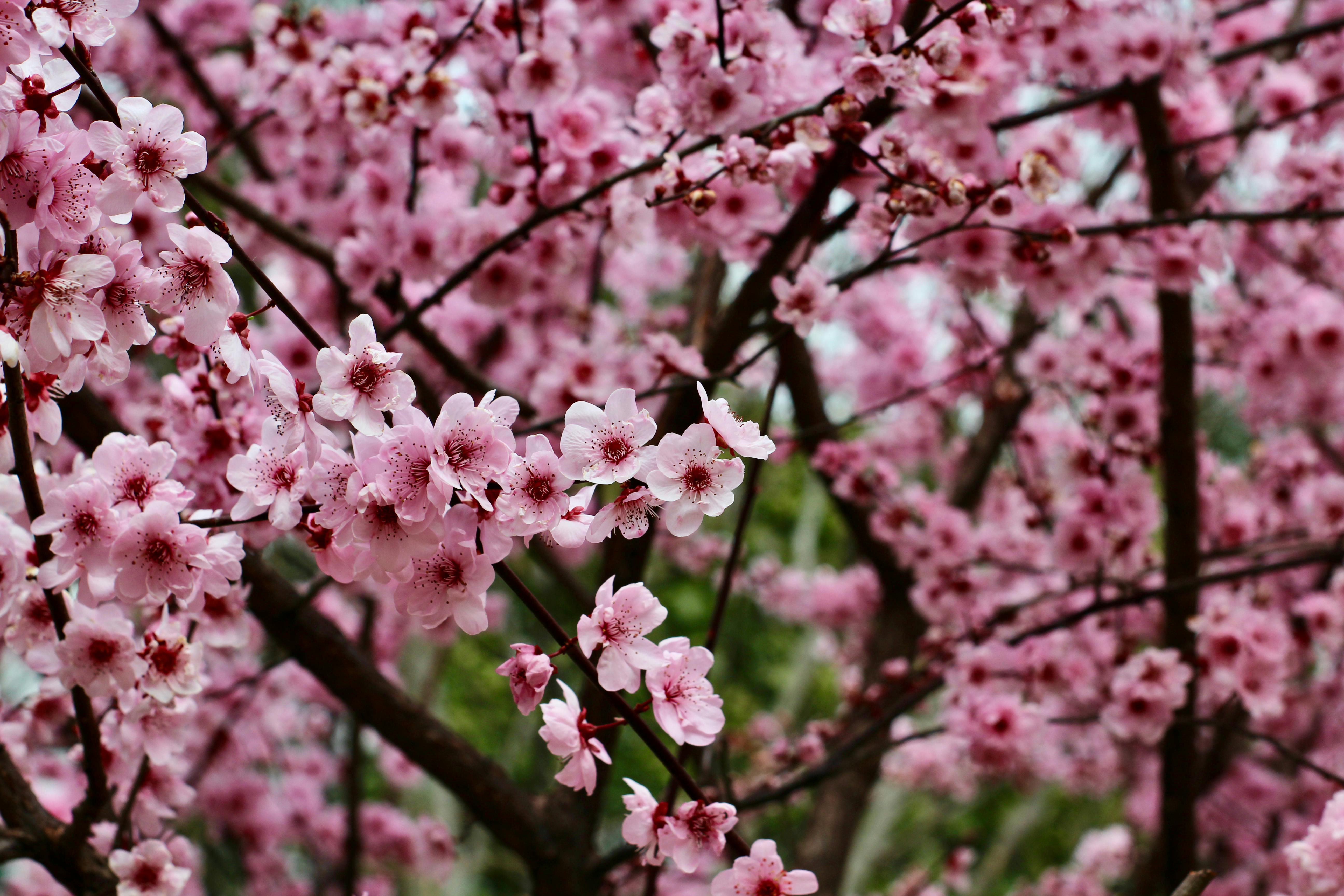 Zadarmo Bujné čerešňové kvety v plnom kvete počas živého jarného dňa v Šanghaji. Fotka z fotobanky