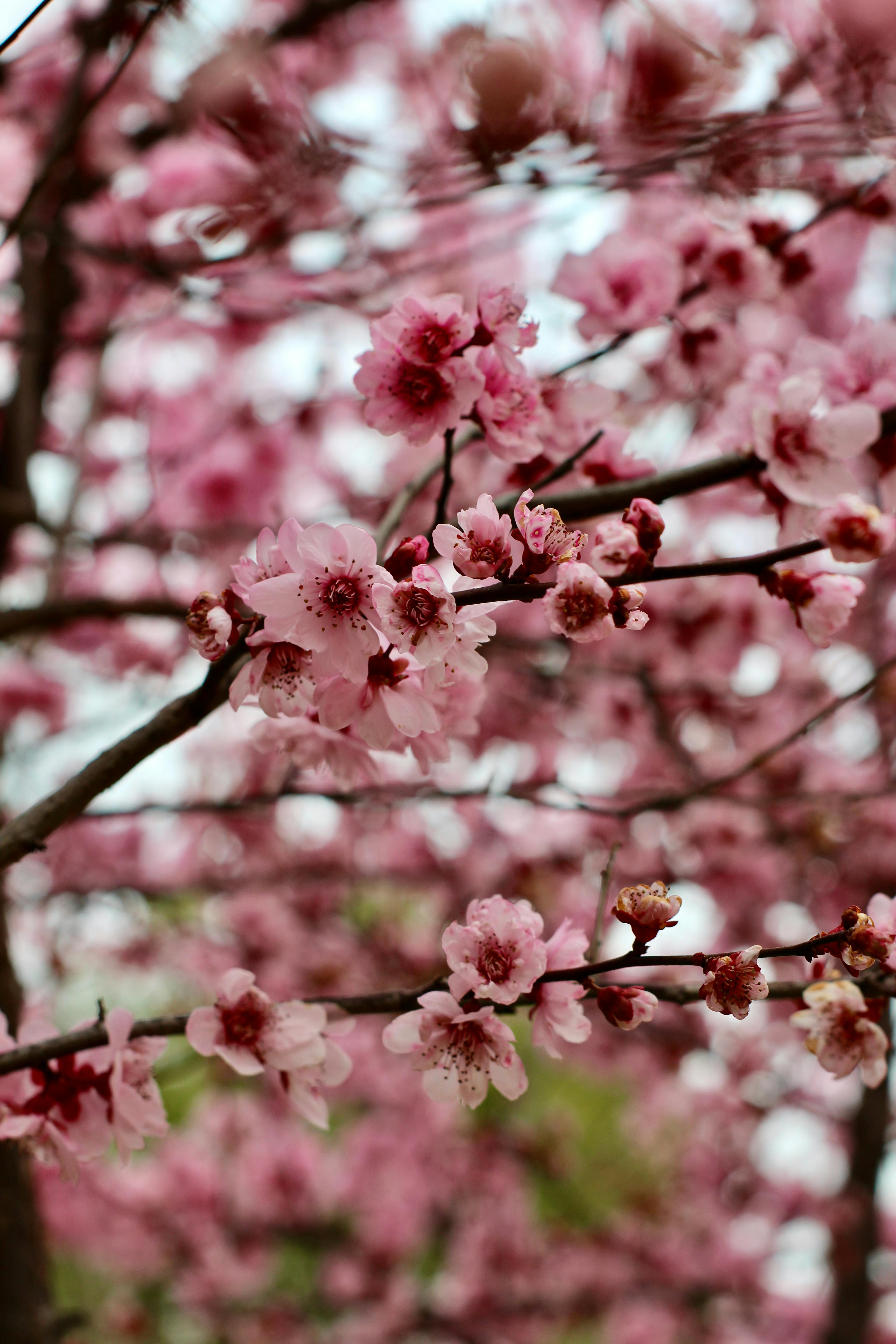 ฟรี ภาพถ่ายอันงดงามของดอกซากุระที่บานสะพรั่งเต็มที่ในเซี่ยงไฮ้ ประเทศจีน คลังภาพถ่าย