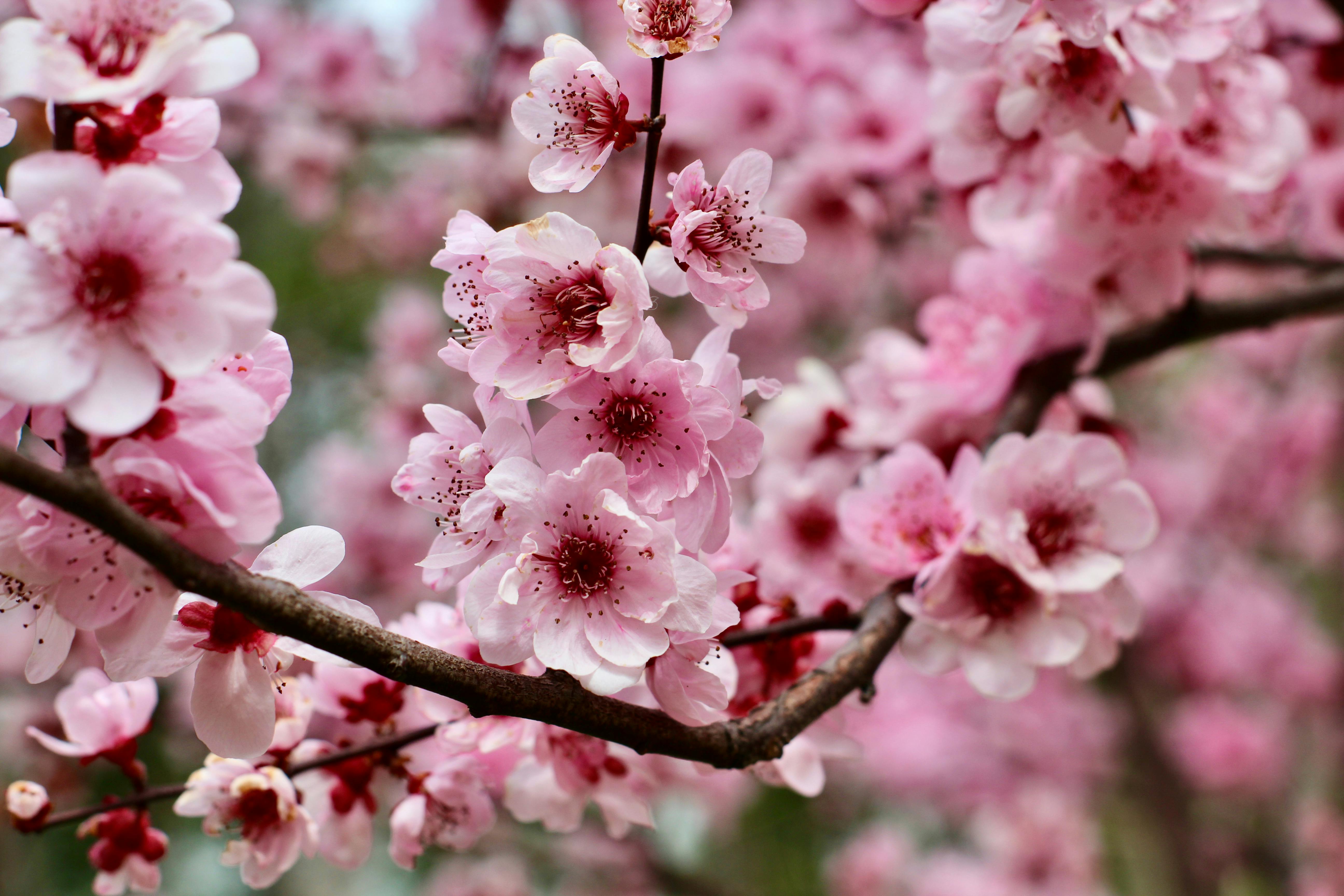 Miễn phí Cận cảnh những bông hoa anh đào màu hồng tuyệt đẹp đang nở rộ, thể hiện vẻ đẹp của thiên nhiên tại Thượng Hải, Trung Quốc. Ảnh lưu trữ