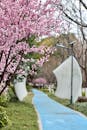 Serene Pathway with Cherry Blossoms in Shanghai