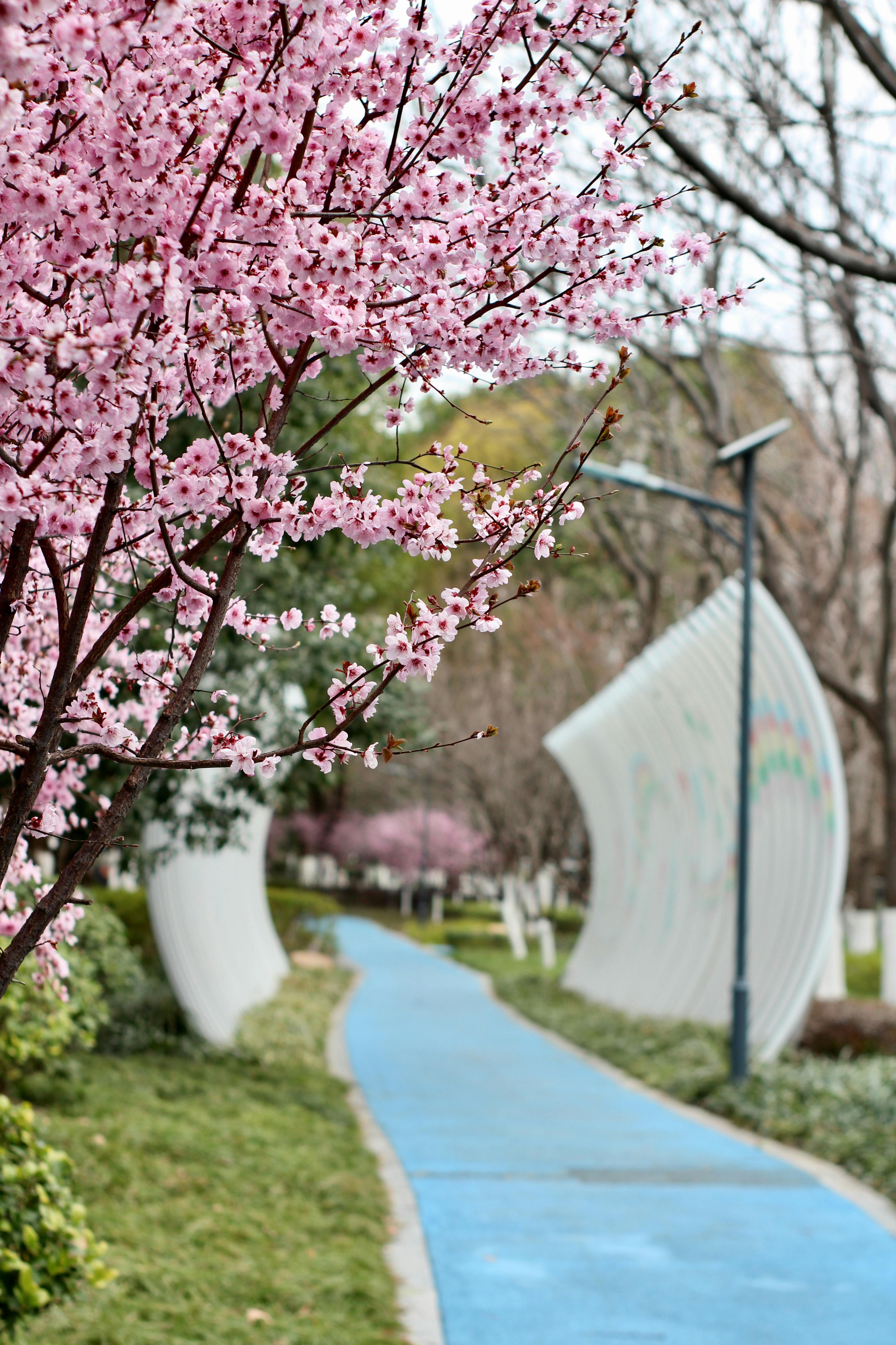 Serene Pathway with Cherry Blossoms in Shanghai