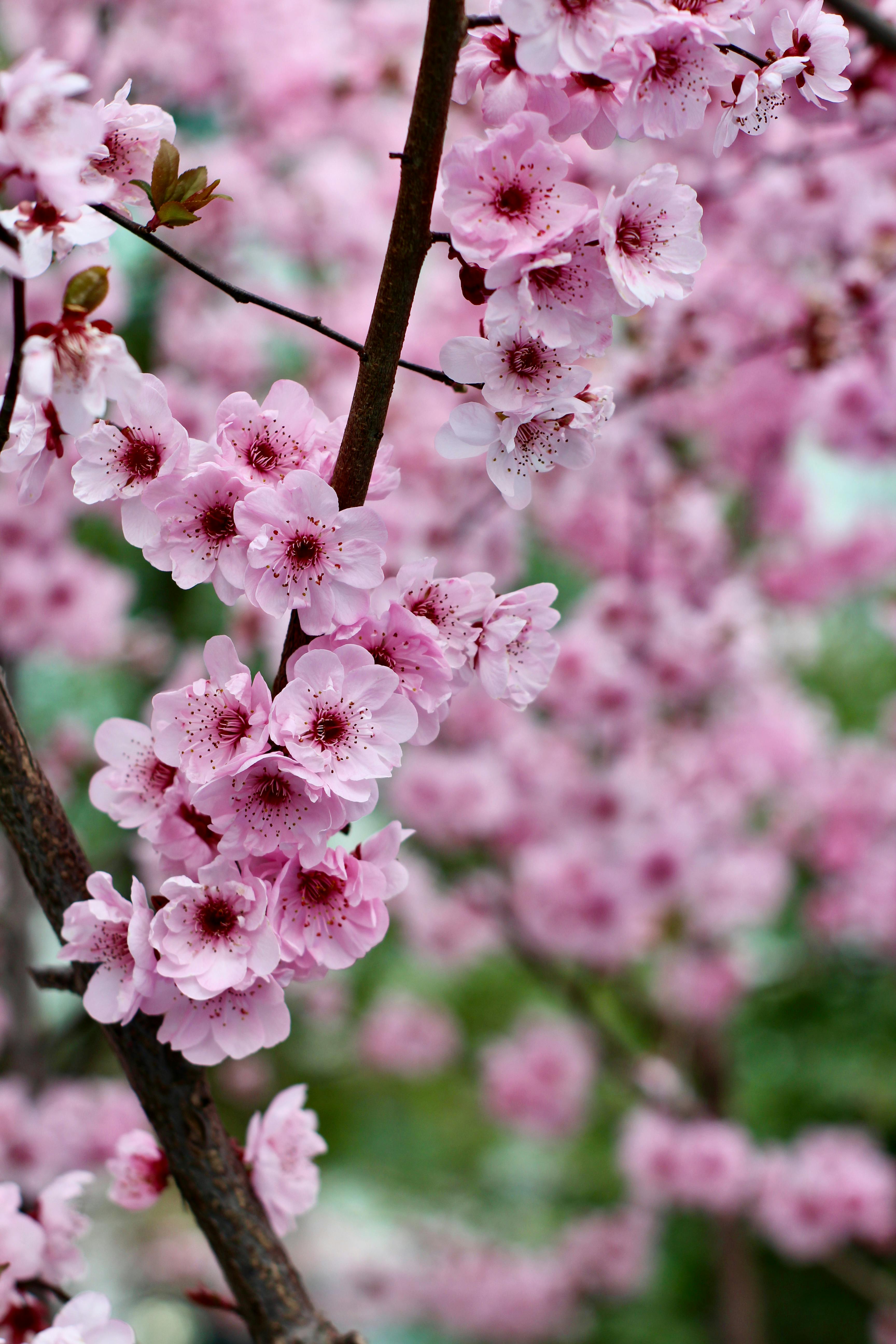 ฟรี ภาพถ่ายระยะใกล้ของดอกซากุระสีชมพูบานสะพรั่ง ถ่ายกลางแจ้ง เหมาะสำหรับธีมฤดูใบไม้ผลิ คลังภาพถ่าย