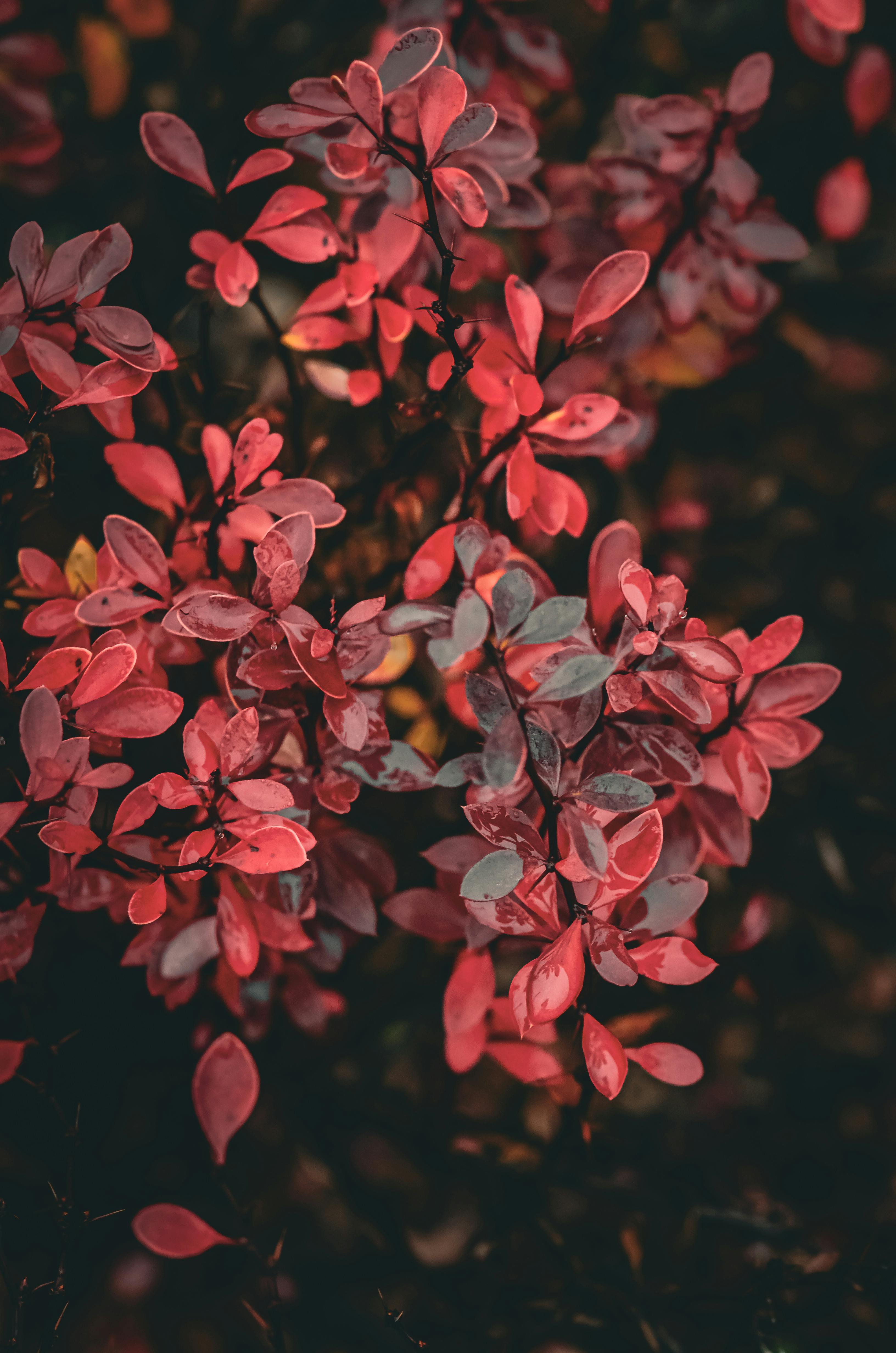 Zadarmo Fotobanka s bezplatnými fotkami na tému botanická krása, botanický, botanika Fotka z fotobanky