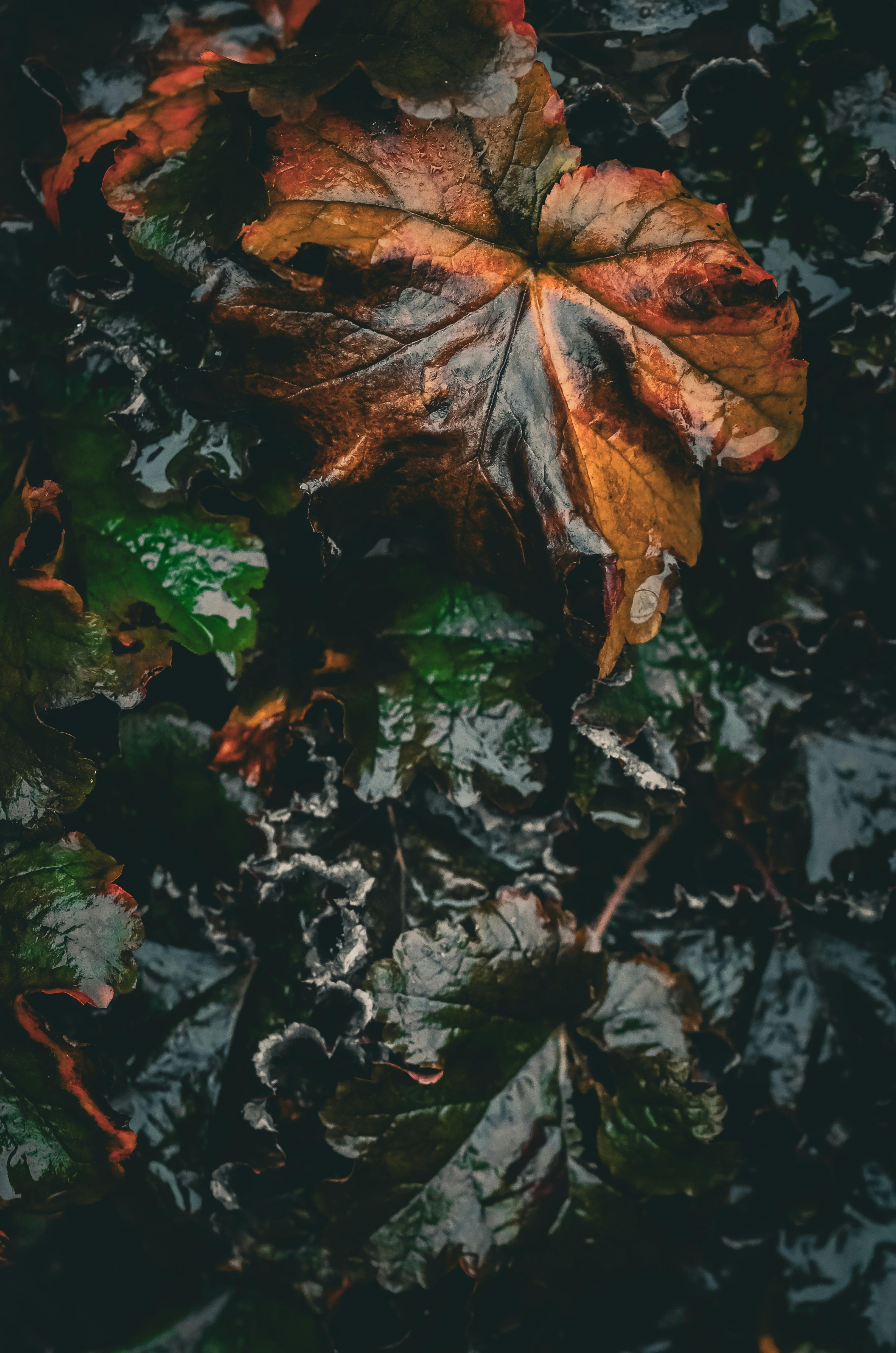 bezplatná Detailní záběr barevného podzimního listí na mokrém povrchu na Ukrajině, který vytváří dramatickou a náladovou scénu. Základová fotografie