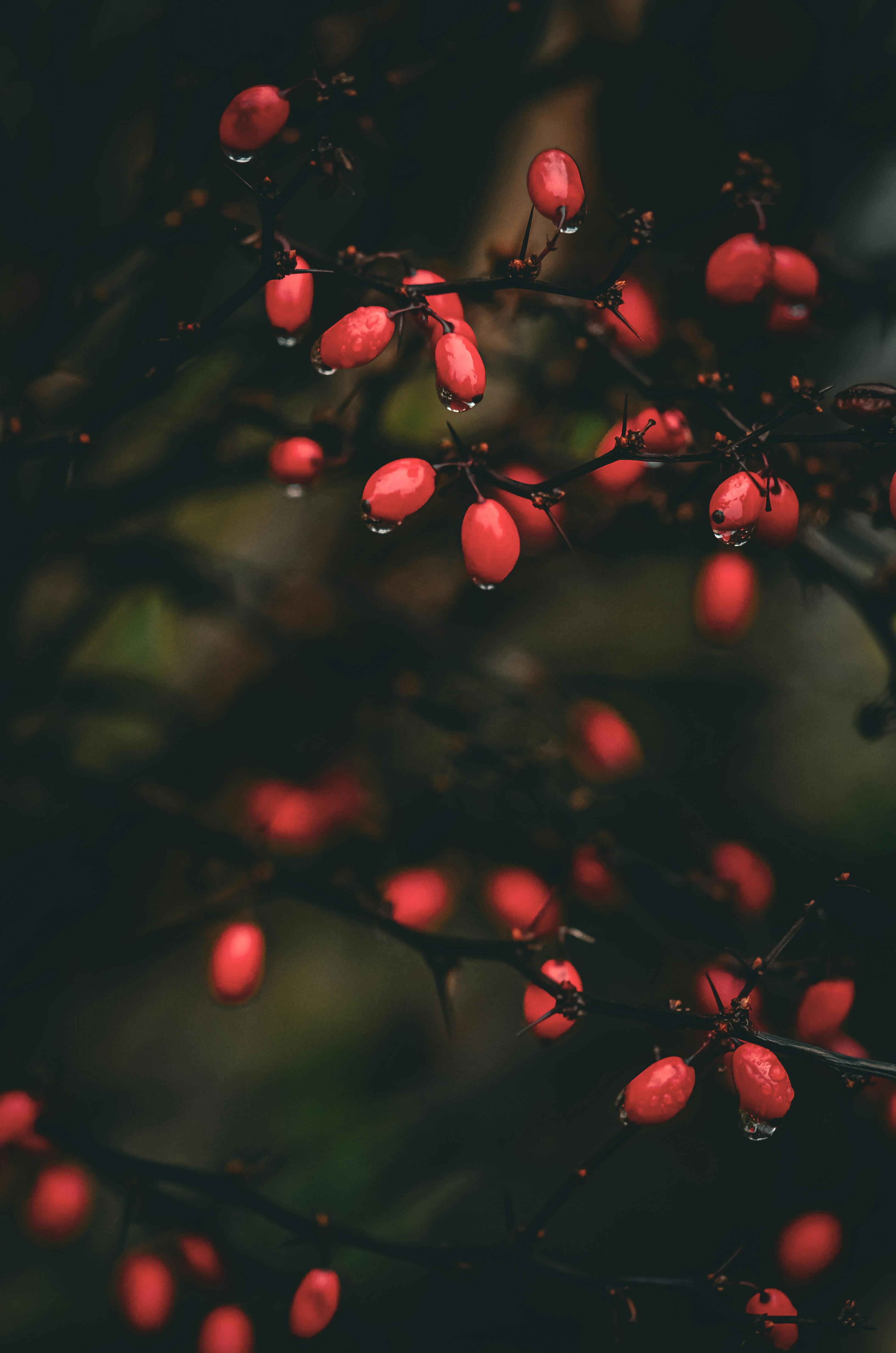 Gratuit Gros plan sur des baies rouges éclatantes avec des gouttelettes d'eau sur des branches sombres, en Ukraine. Photos