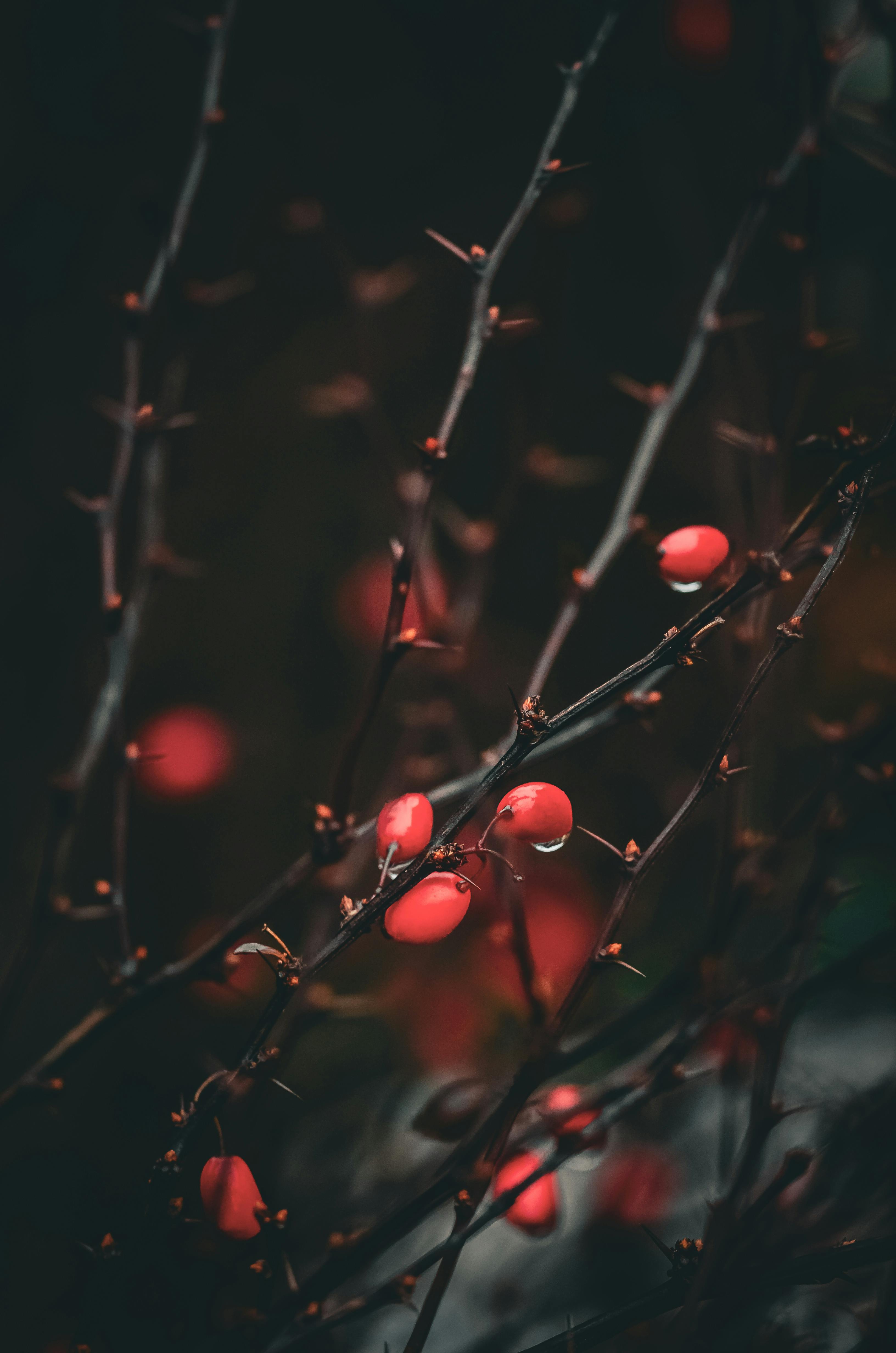 Zadarmo Umelecká fotografia červených bobúľ na konároch s tmavým a náladovým pozadím, ideálna pre projekty s prírodnou tematikou. Fotka z fotobanky