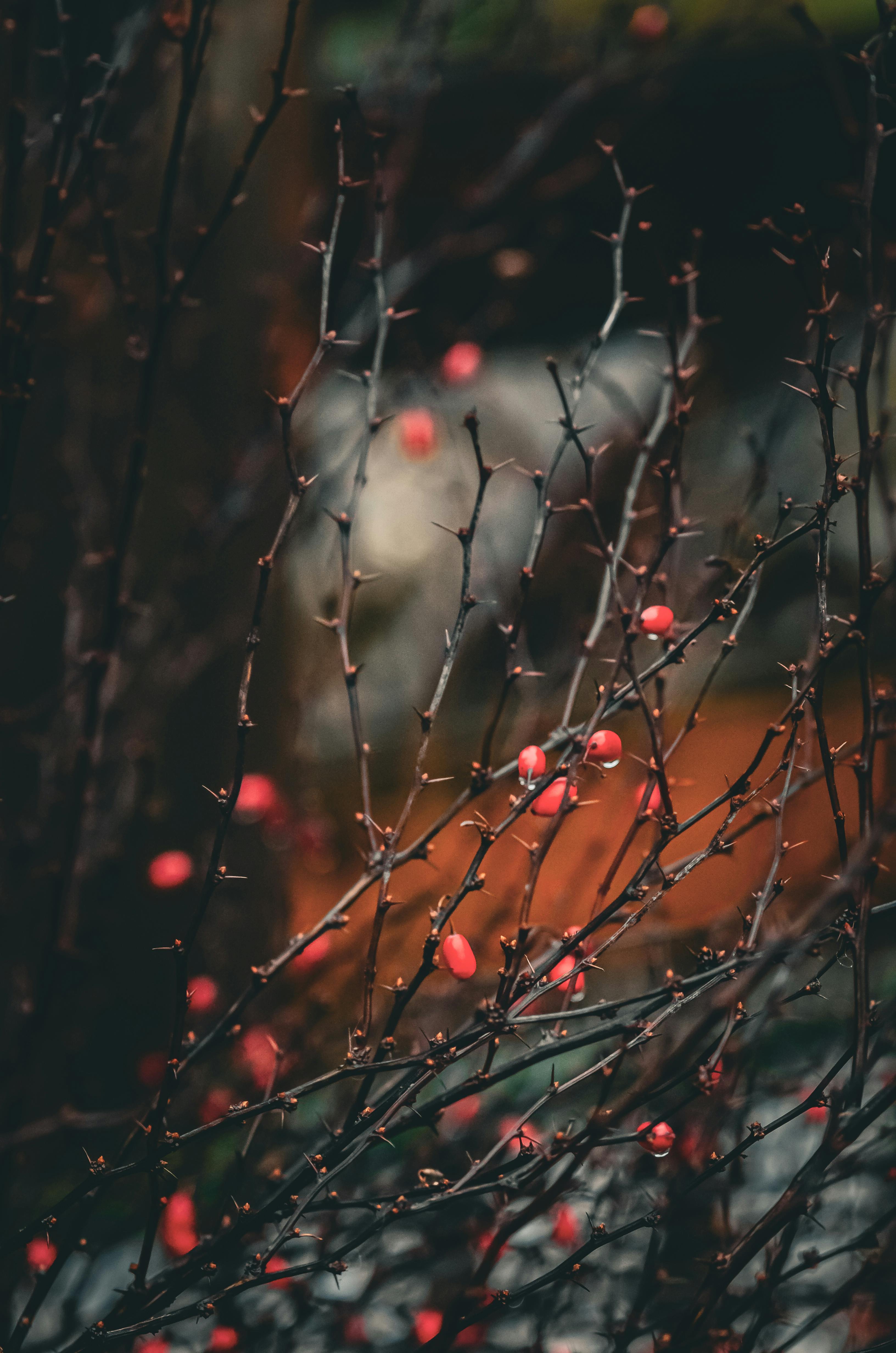 bezplatná Umělecká fotografie červených bobulí na holých větvích, která vytváří náladovou podzimní atmosféru na Ukrajině. Základová fotografie