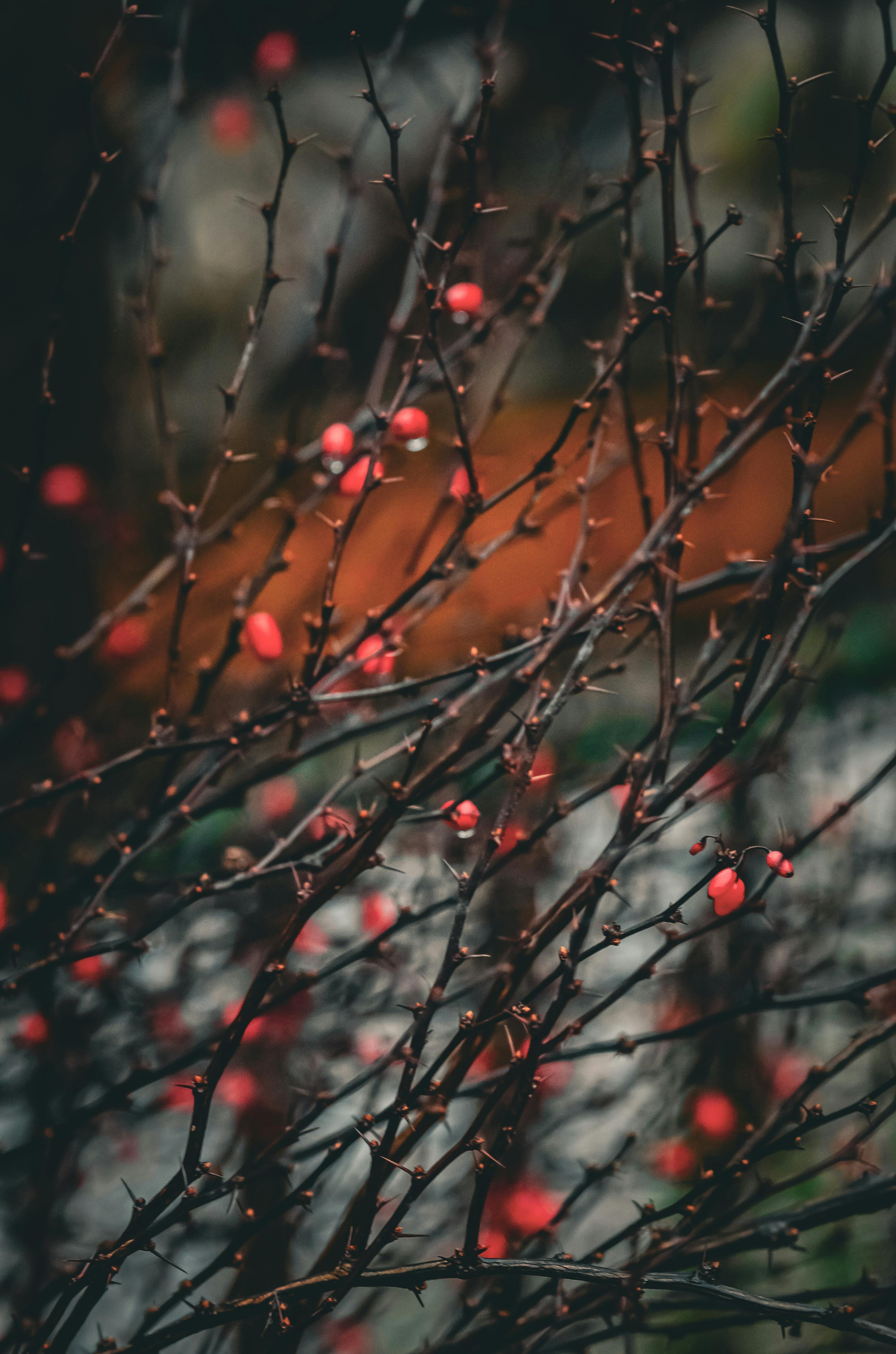 Miễn phí Cận cảnh những cành cây sẫm màu với những quả kim ngân đỏ mọng trong khung cảnh mùa thu trầm buồn. Ảnh lưu trữ