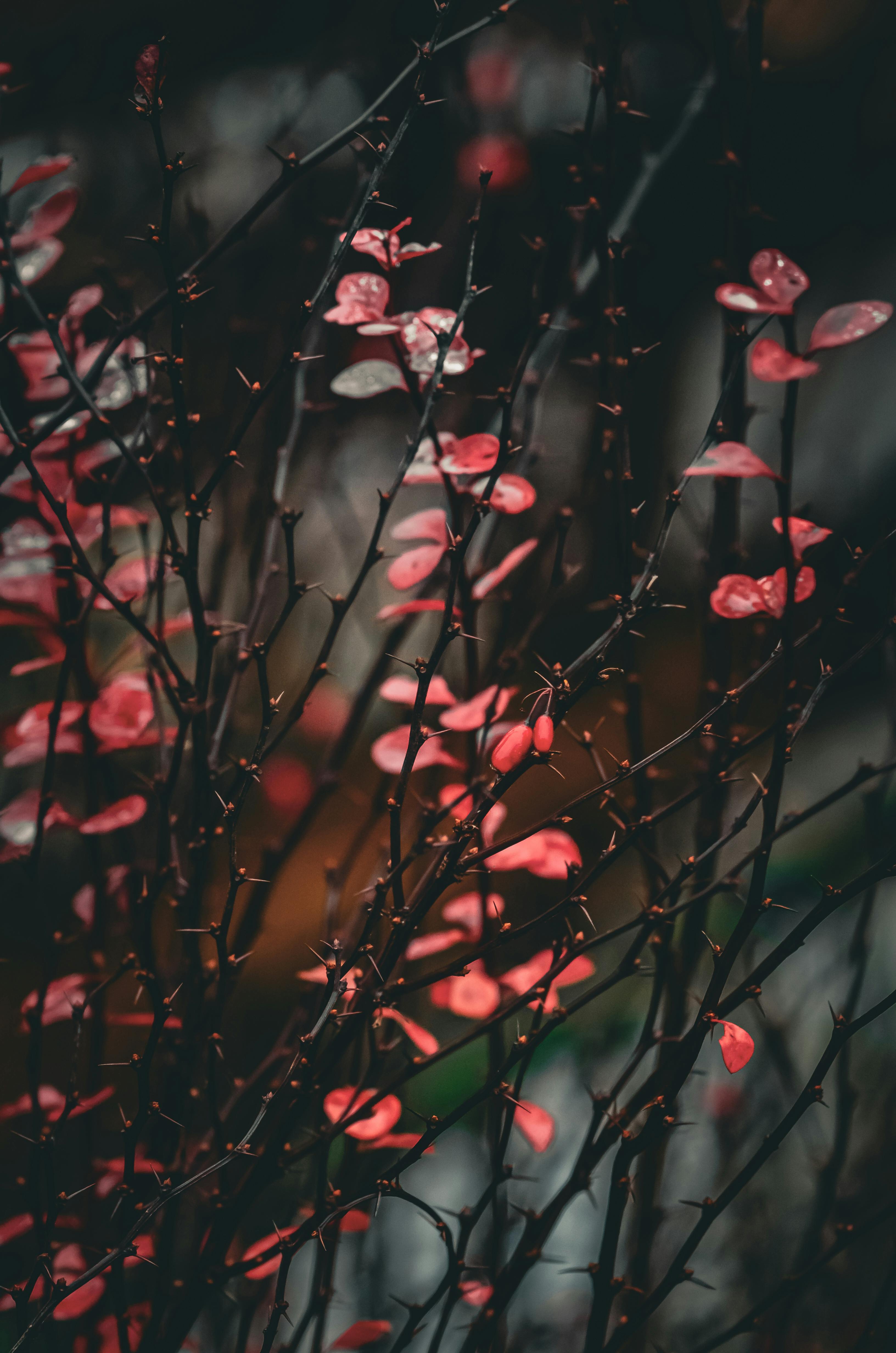 Zadarmo Umelecká snímka žiarivo červených listov na holých konároch, zachytávajúca dramatickú zimnú scenériu na Ukrajine. Fotka z fotobanky