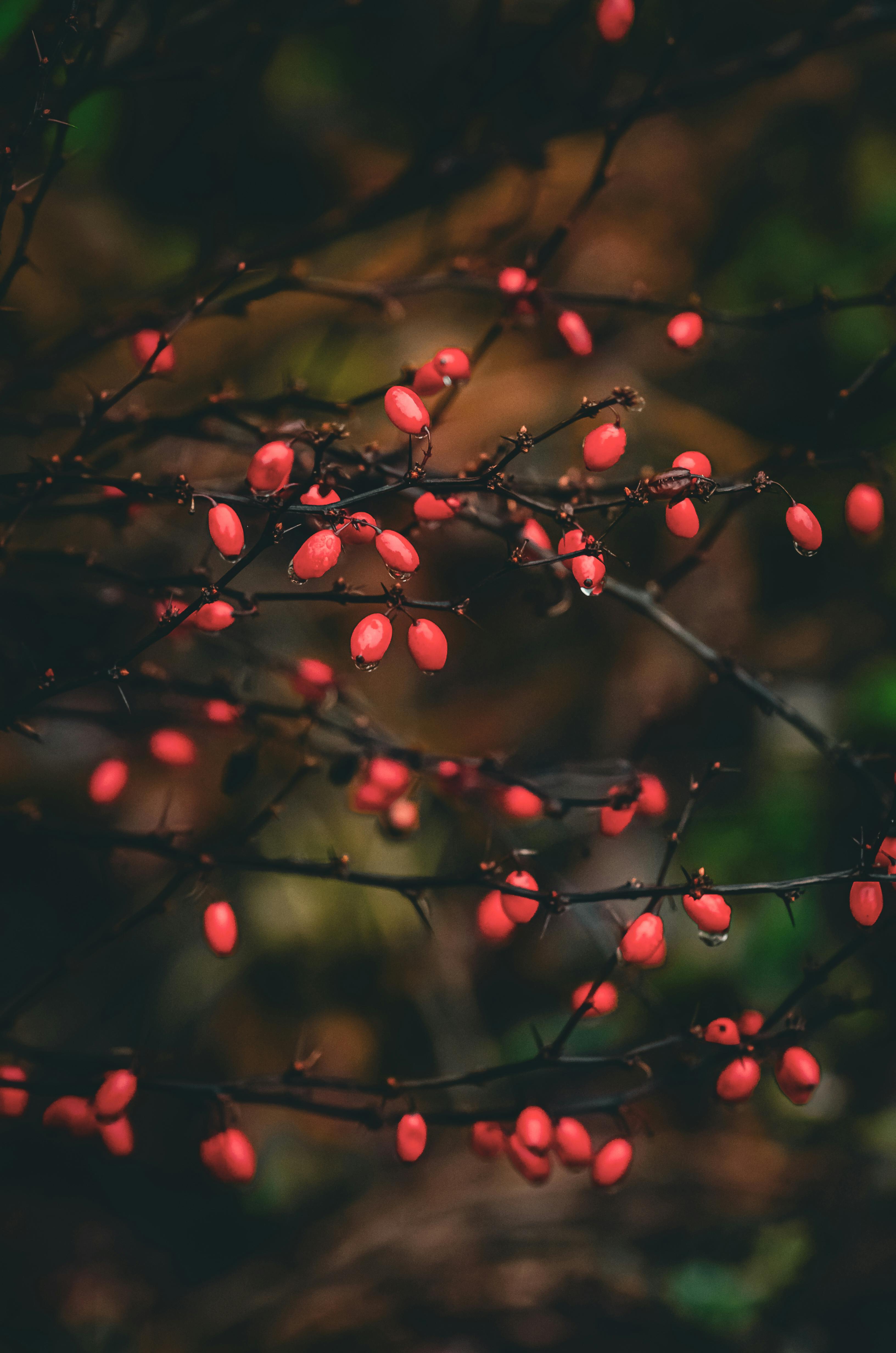 Miễn phí Ảnh cận cảnh những quả mọng đỏ rực rỡ trên cành cây trơ trụi vào mùa thu, được chụp tại Ukraine. Ảnh lưu trữ