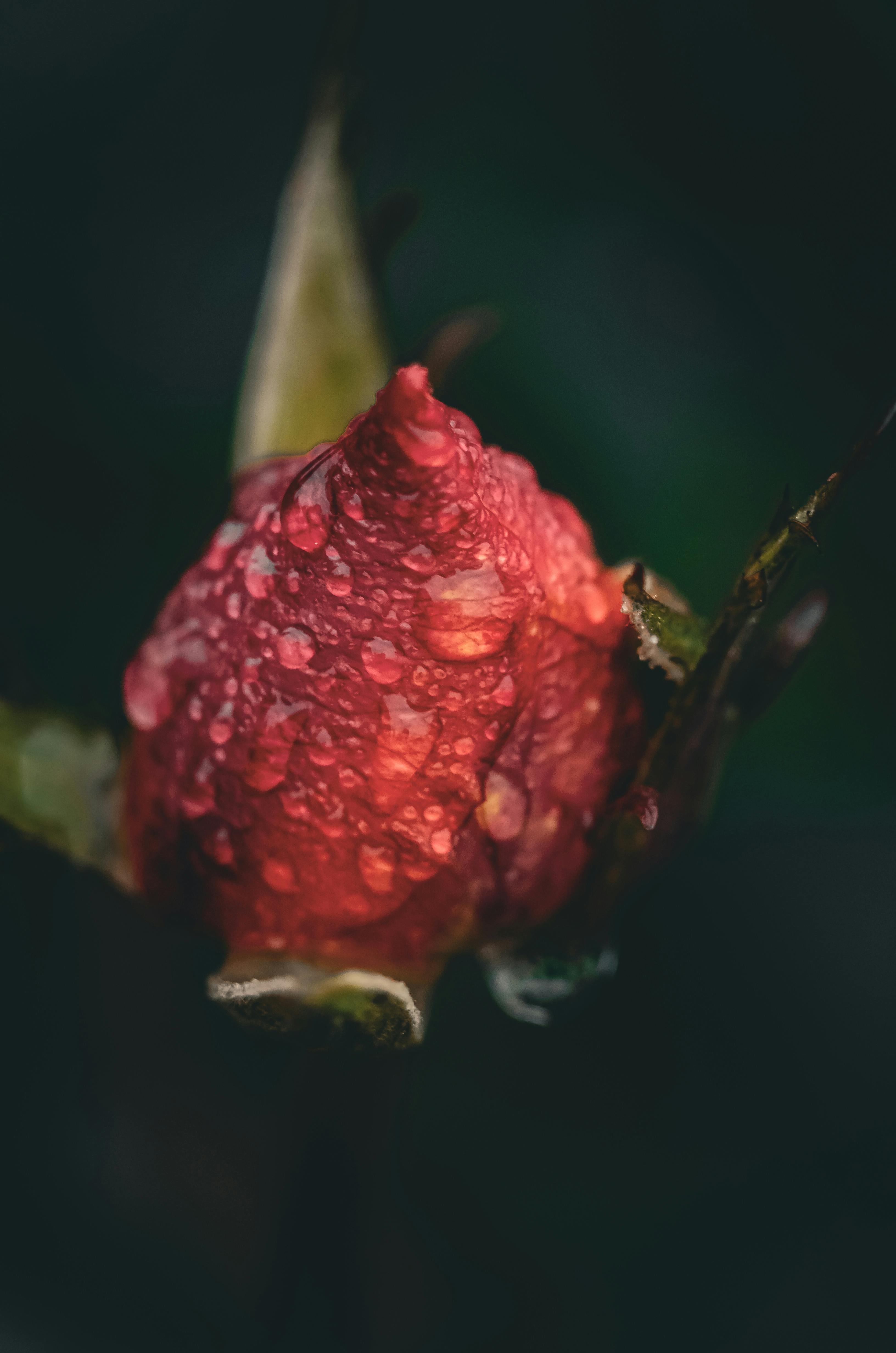 Zadarmo Makro záber ružového púčika s kvapkami rosy, ktorý zdôrazňuje krásu prírody. Zachytené na Ukrajine. Fotka z fotobanky