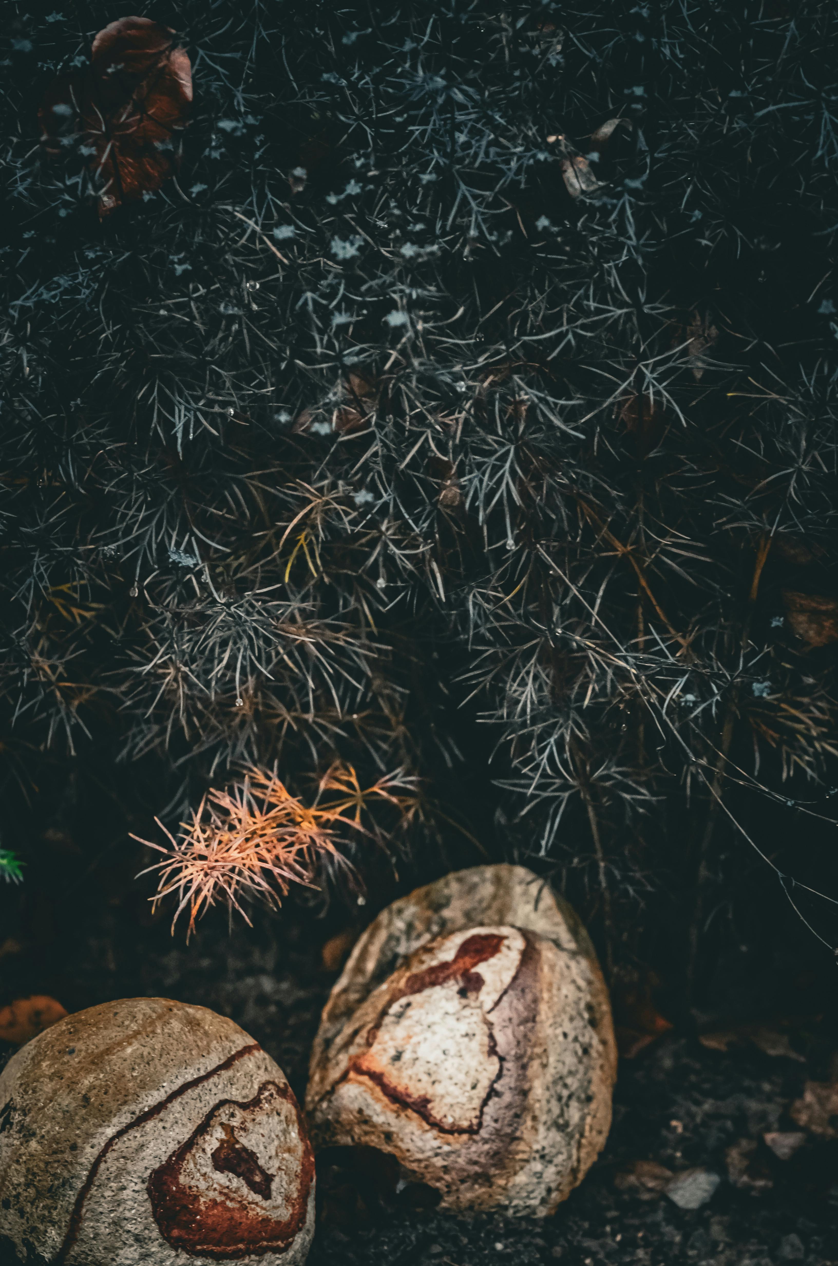 ฟรี คลังภาพถ่ายฟรี ของ geode, กล้อง nikon d5100, กลางแจ้ง คลังภาพถ่าย