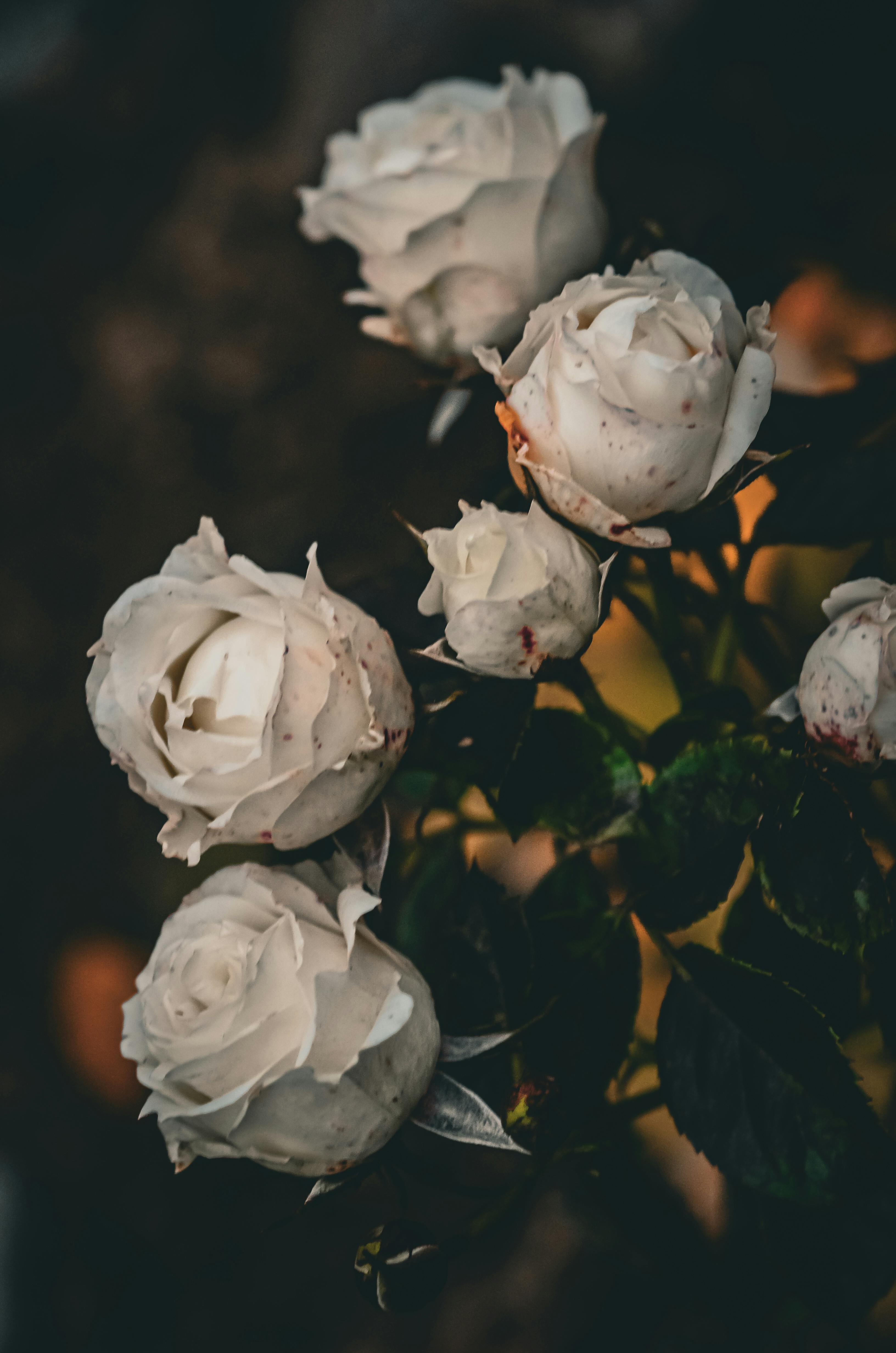 Gratuit D'élégantes roses blanches immortalisées en Ukraine incarnent une scène de jardin à la fois mélancolique et dramatique. Photos