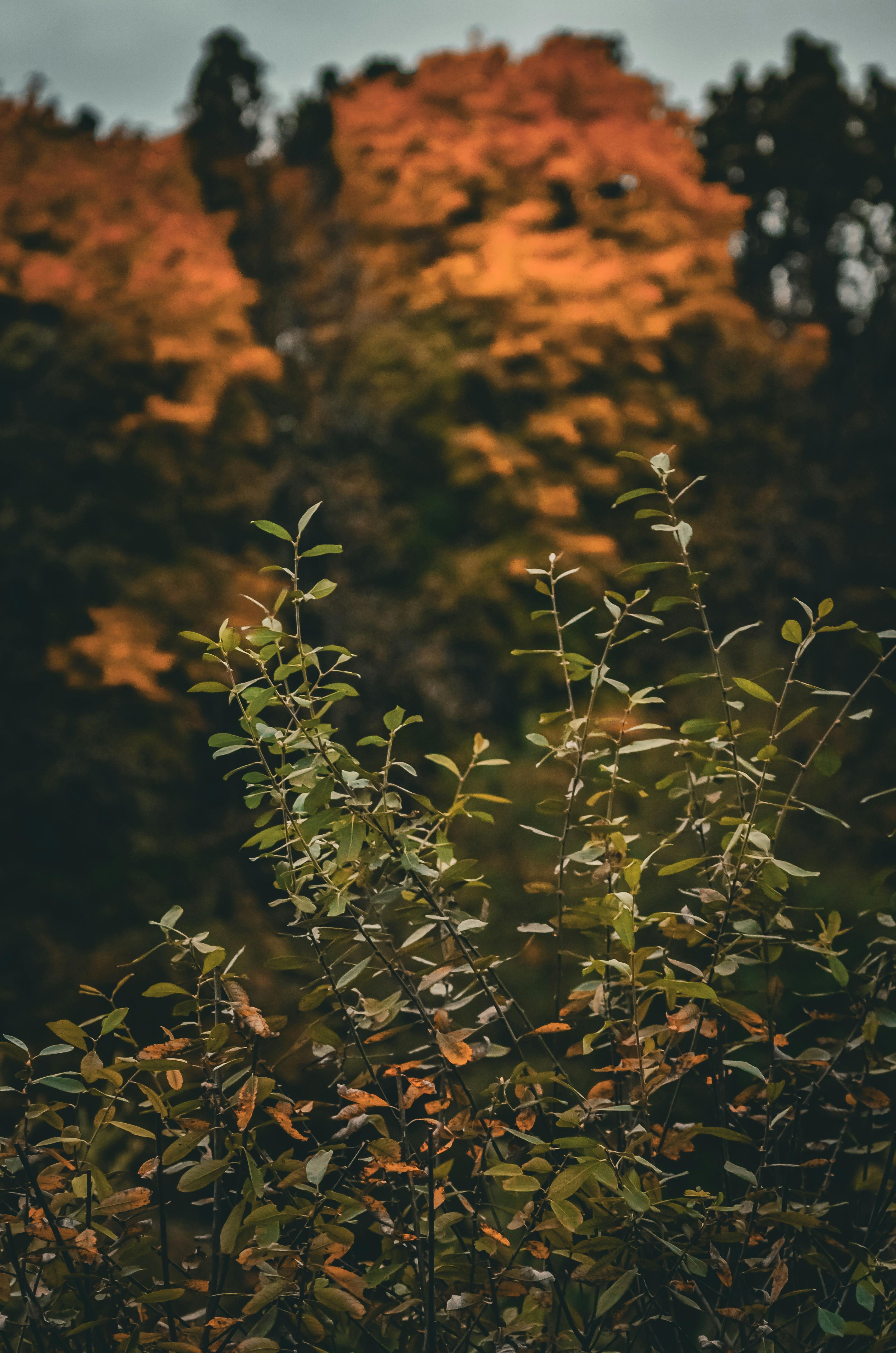 Gratuit Photos gratuites de @extérieur, arbres, automne Photos