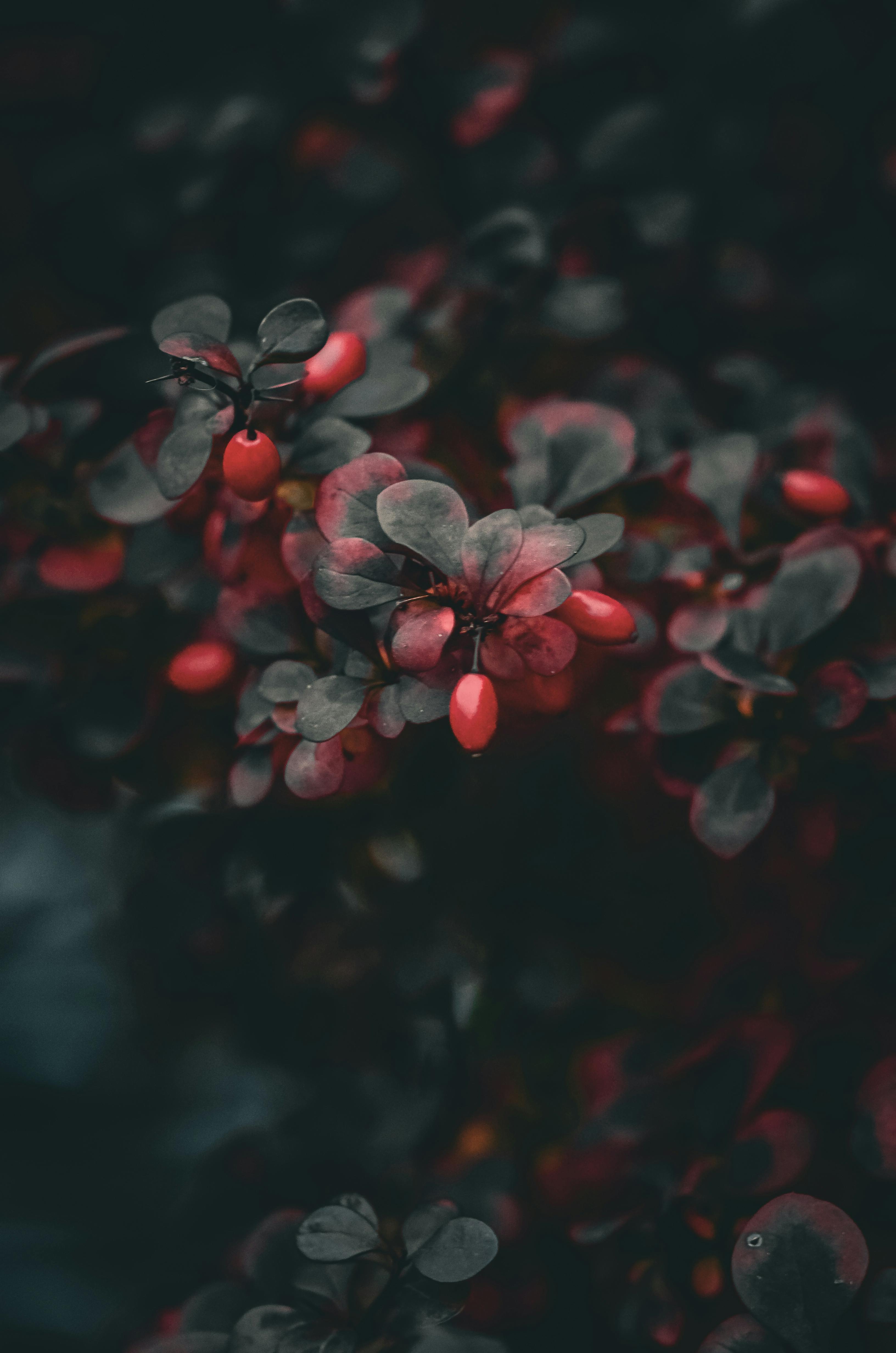 ingyenes Drámai közeli felvétel piros bogyós gyümölcsökről sötét lombozat előtt, bemutatva a természet vibráló kontrasztját. Stockfotó