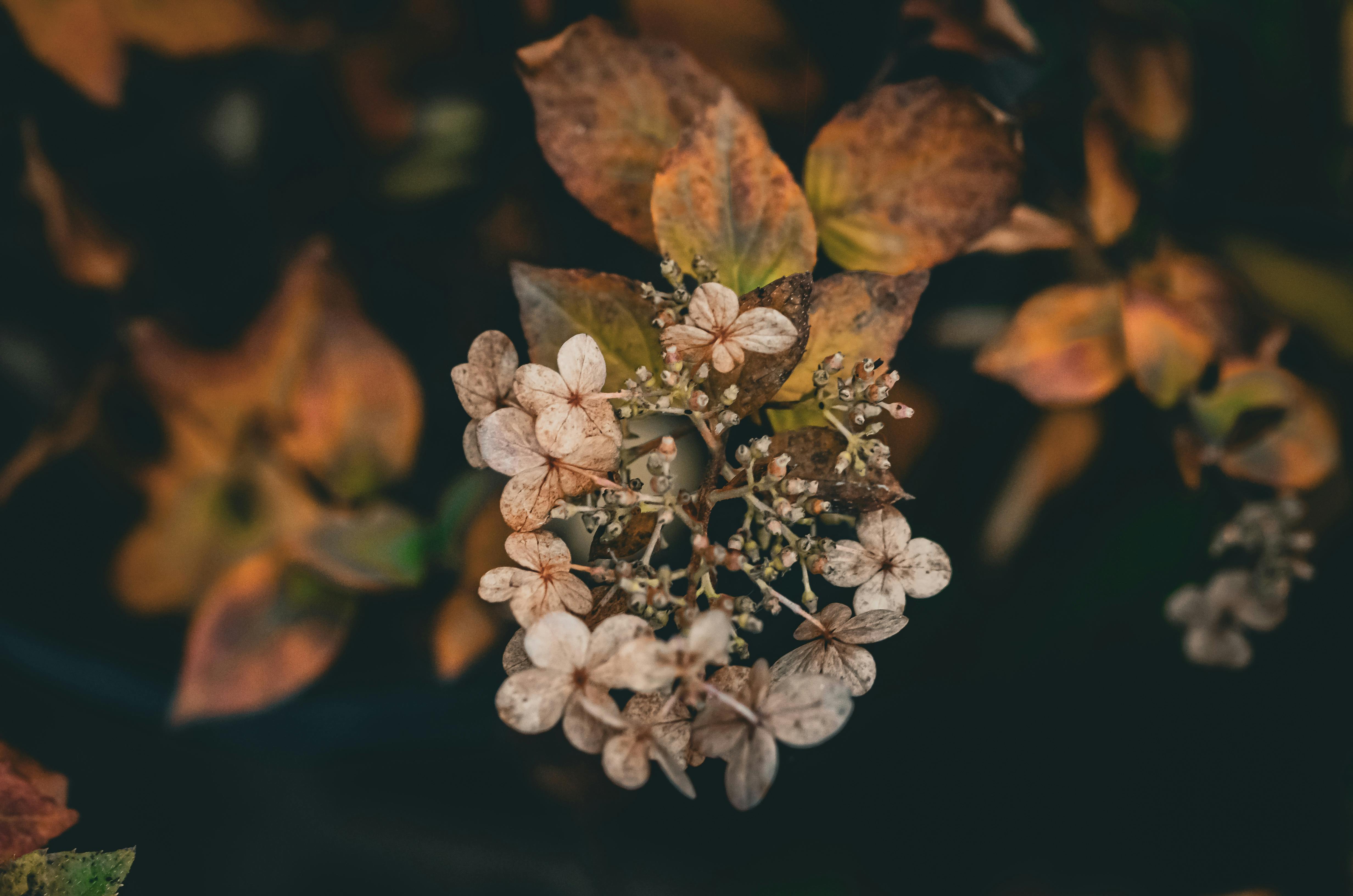 bezplatná Detailní pohled na uschlé květy hortenzie obklopené podzimním listím. Základová fotografie