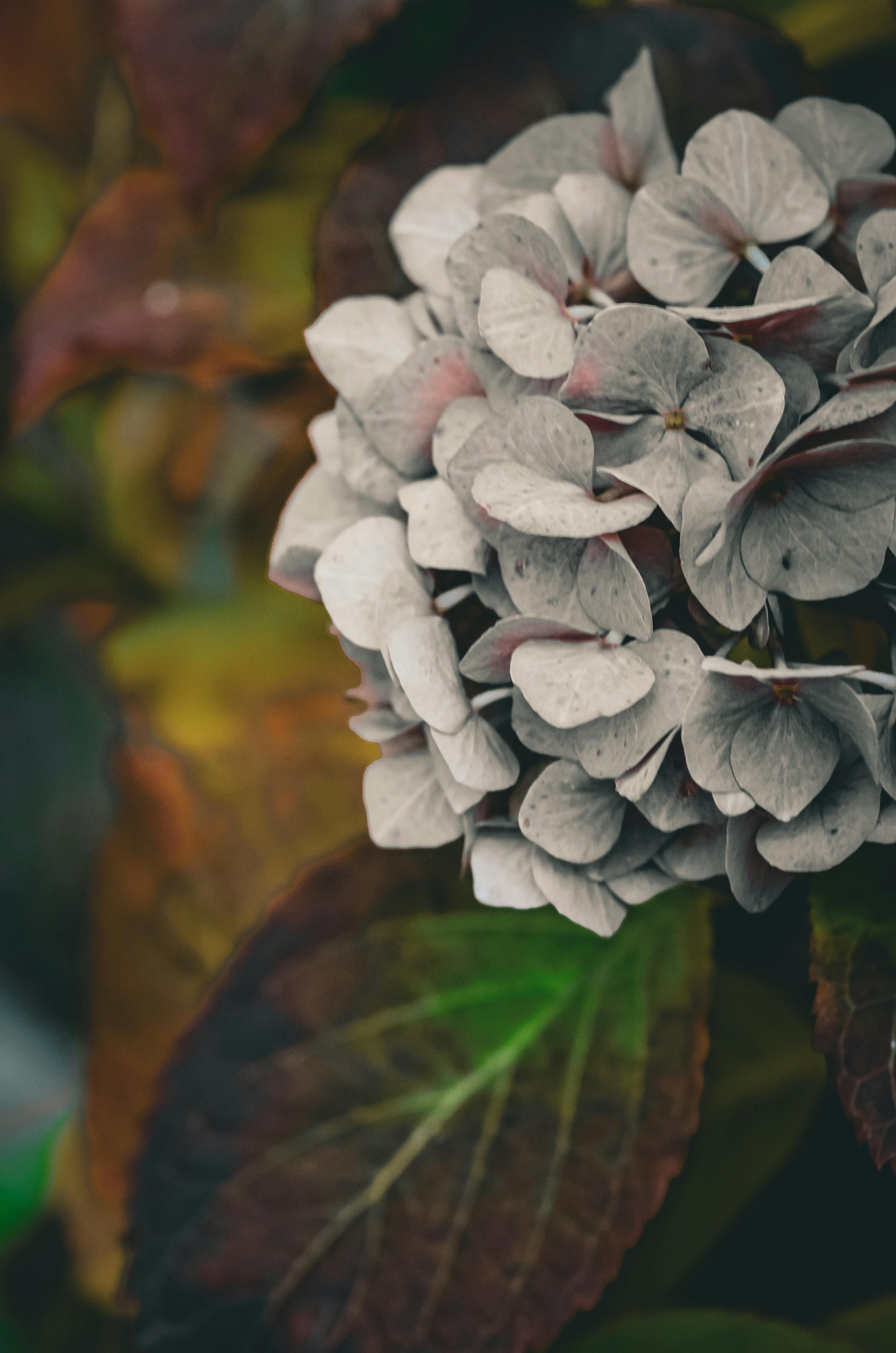 免費 一幅色彩柔和的繡球花特寫藝術照，營造出一種寧靜而憂鬱的氛圍。 圖庫相片