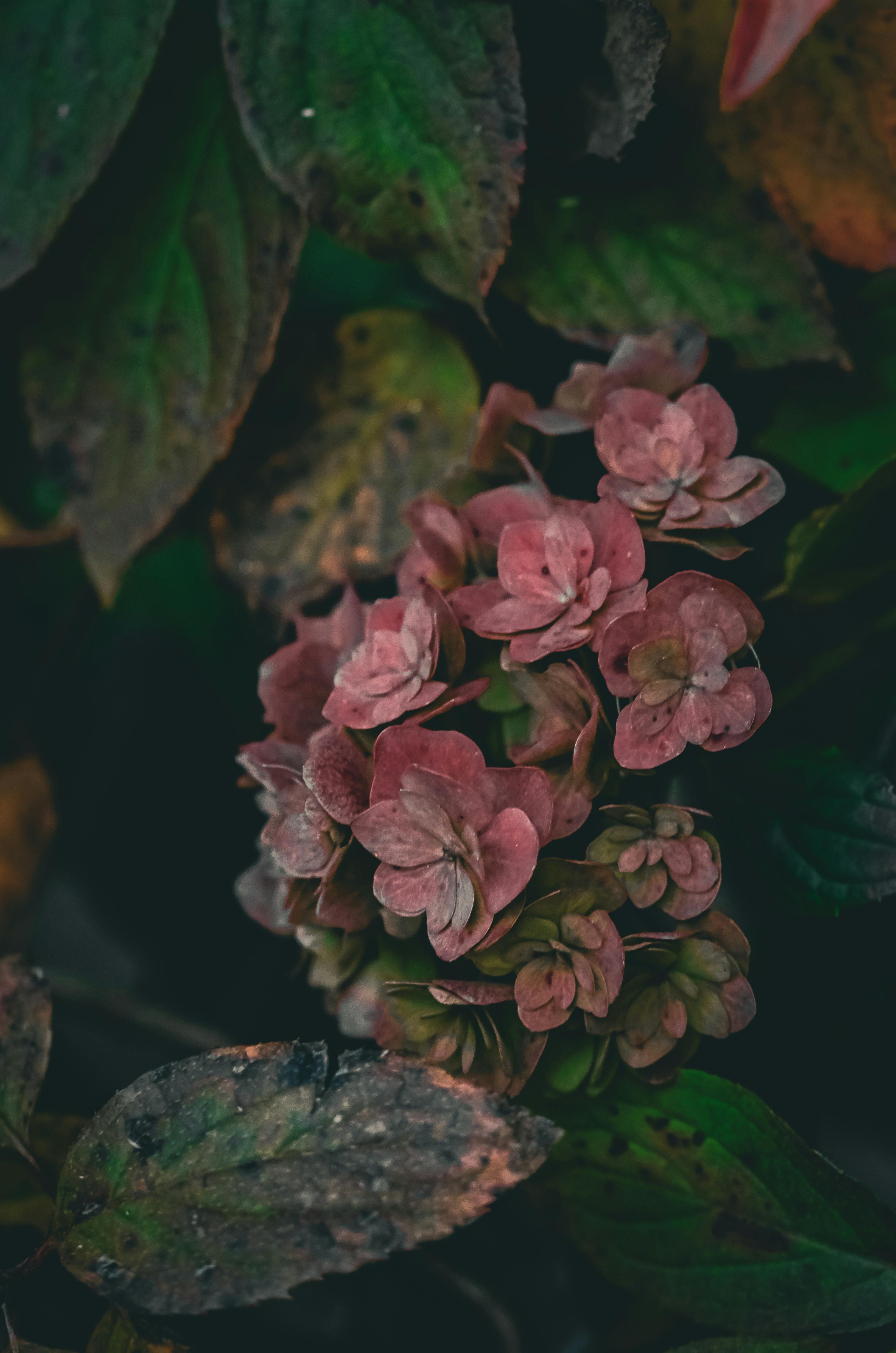 bezplatná Tmavý, umělecký záběr růžových hortenzií s náladovou atmosférou, zdůrazňující krásu přírody. Základová fotografie