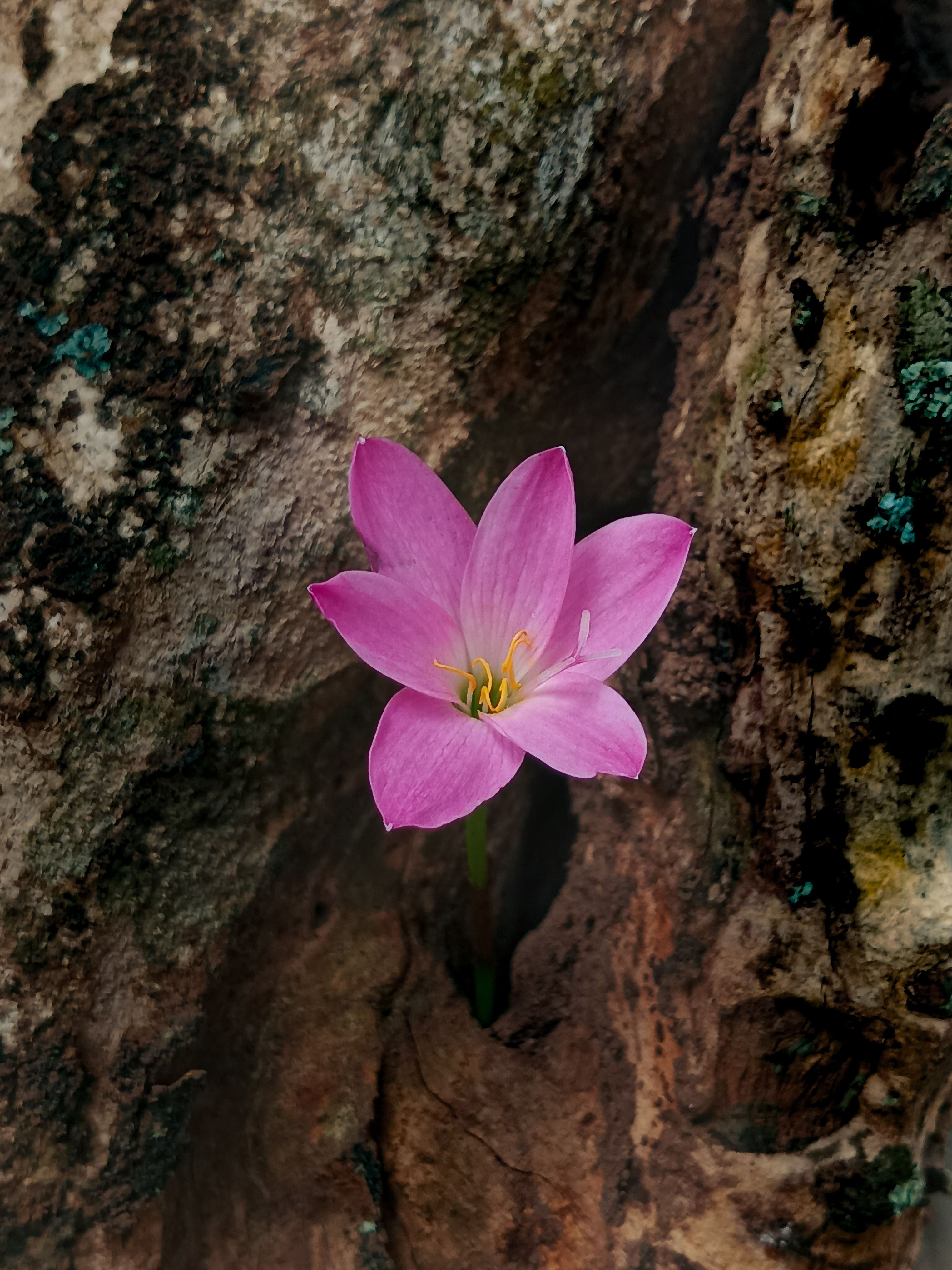 Pink Rain Lily Growing in Tree Hollow · Free Stock Photo