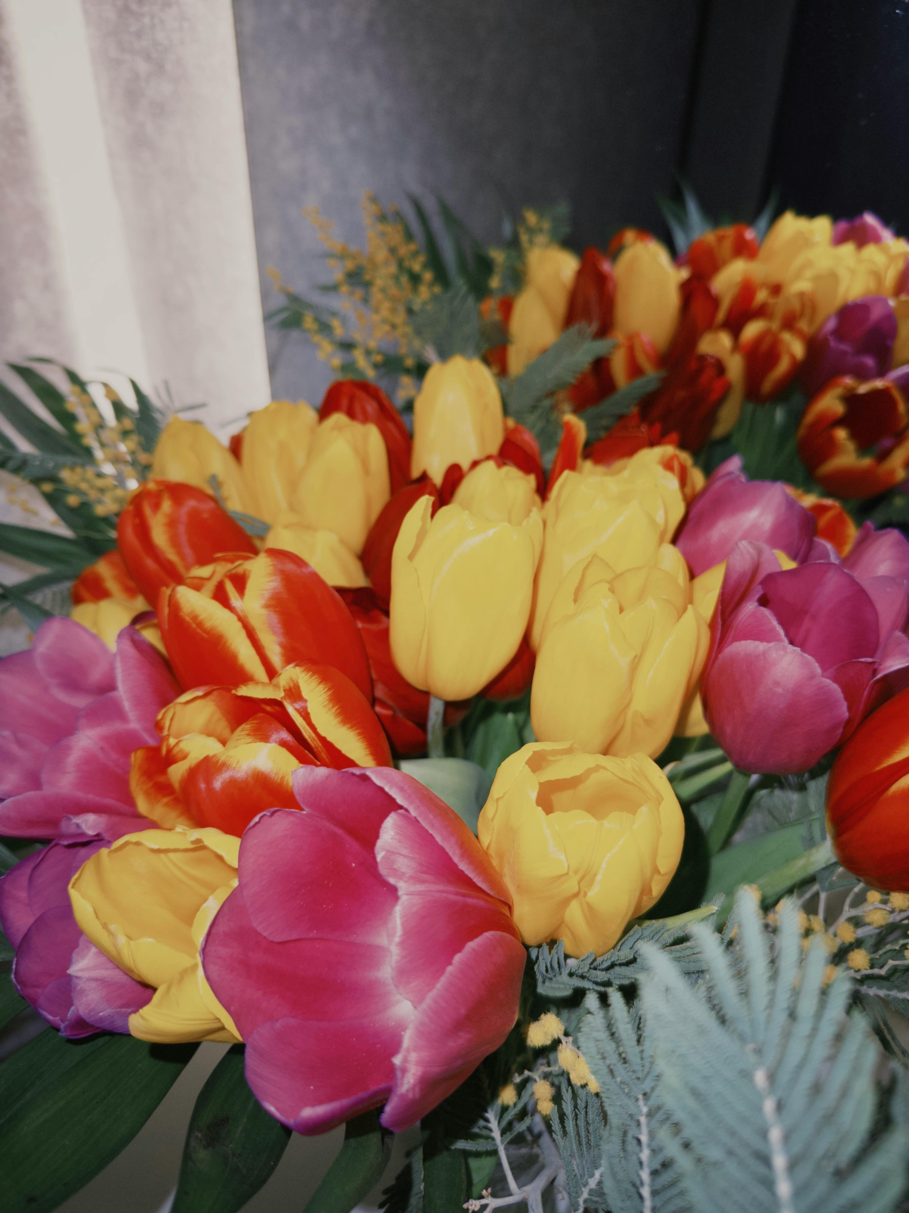 [ColoSach]-colorful-tulip-bouquet-with-yellow,-red,-and-pink-flowers,-showcasing-spring-vibrancy.