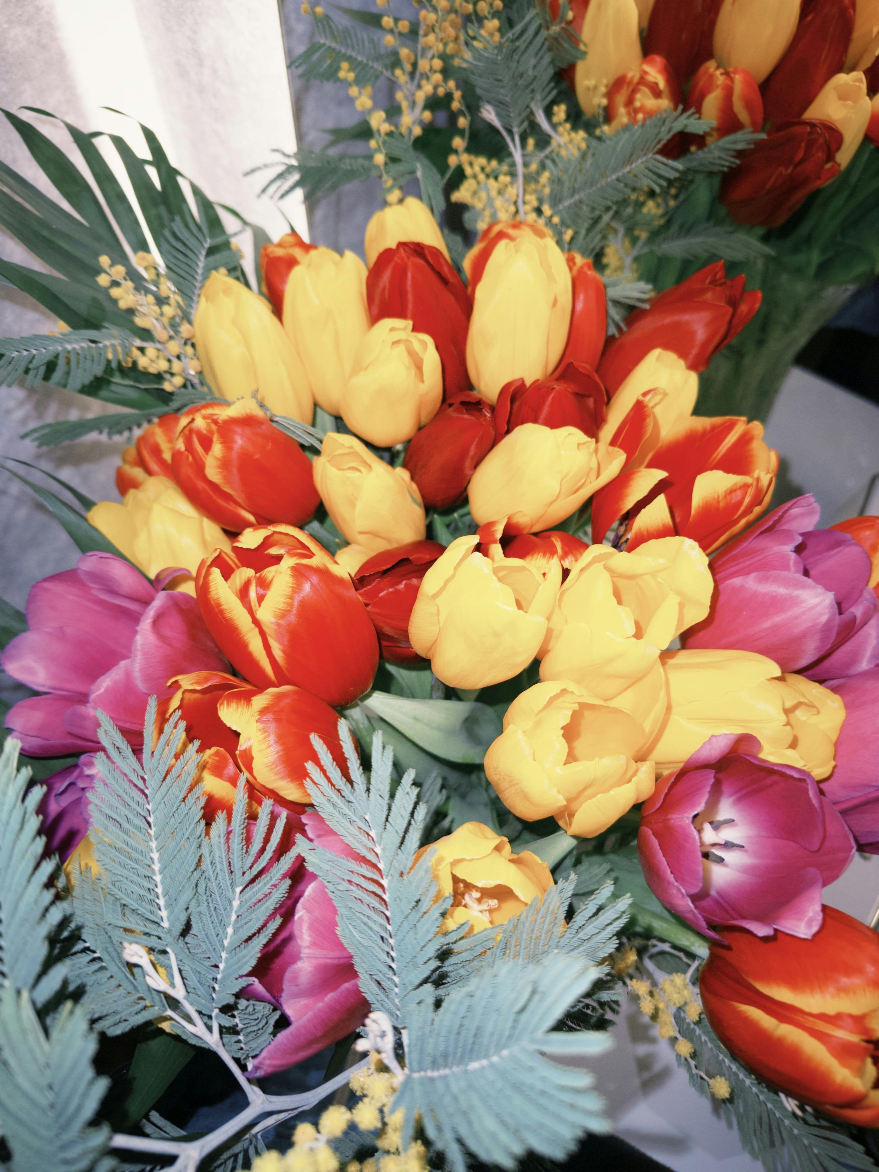 grátis Uma vibrante seleção de tulipas sob luz intensa, capturando a beleza da natureza em ambientes internos. Fotografia tirada no Daguestão. Foto profissional