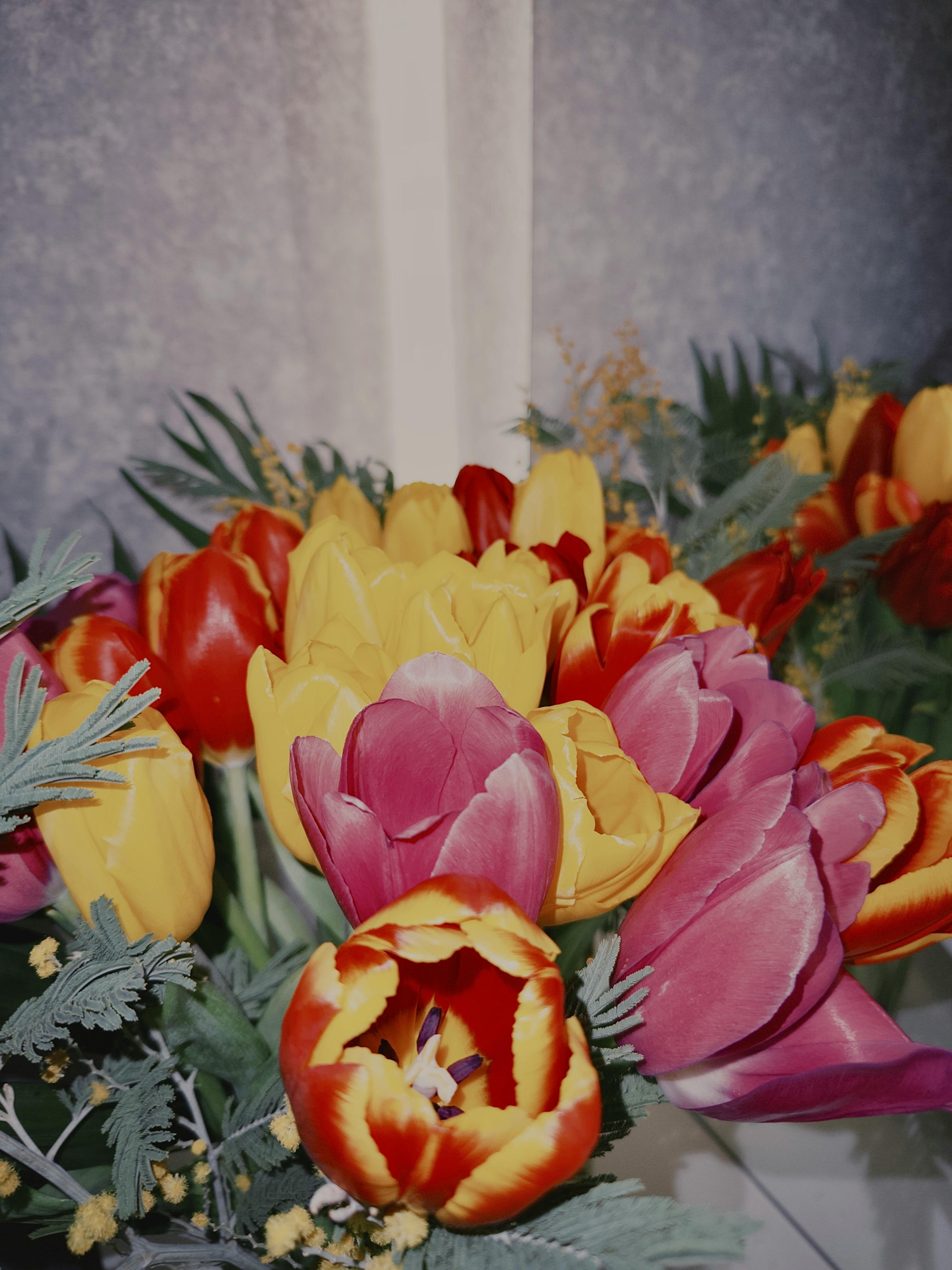 Kostenlos Ein farbenfroher Tulpenstrauß mit roten, gelben und rosafarbenen Blüten sorgt für ein lebendiges Blumenarrangement im Innenbereich. Stock-Foto