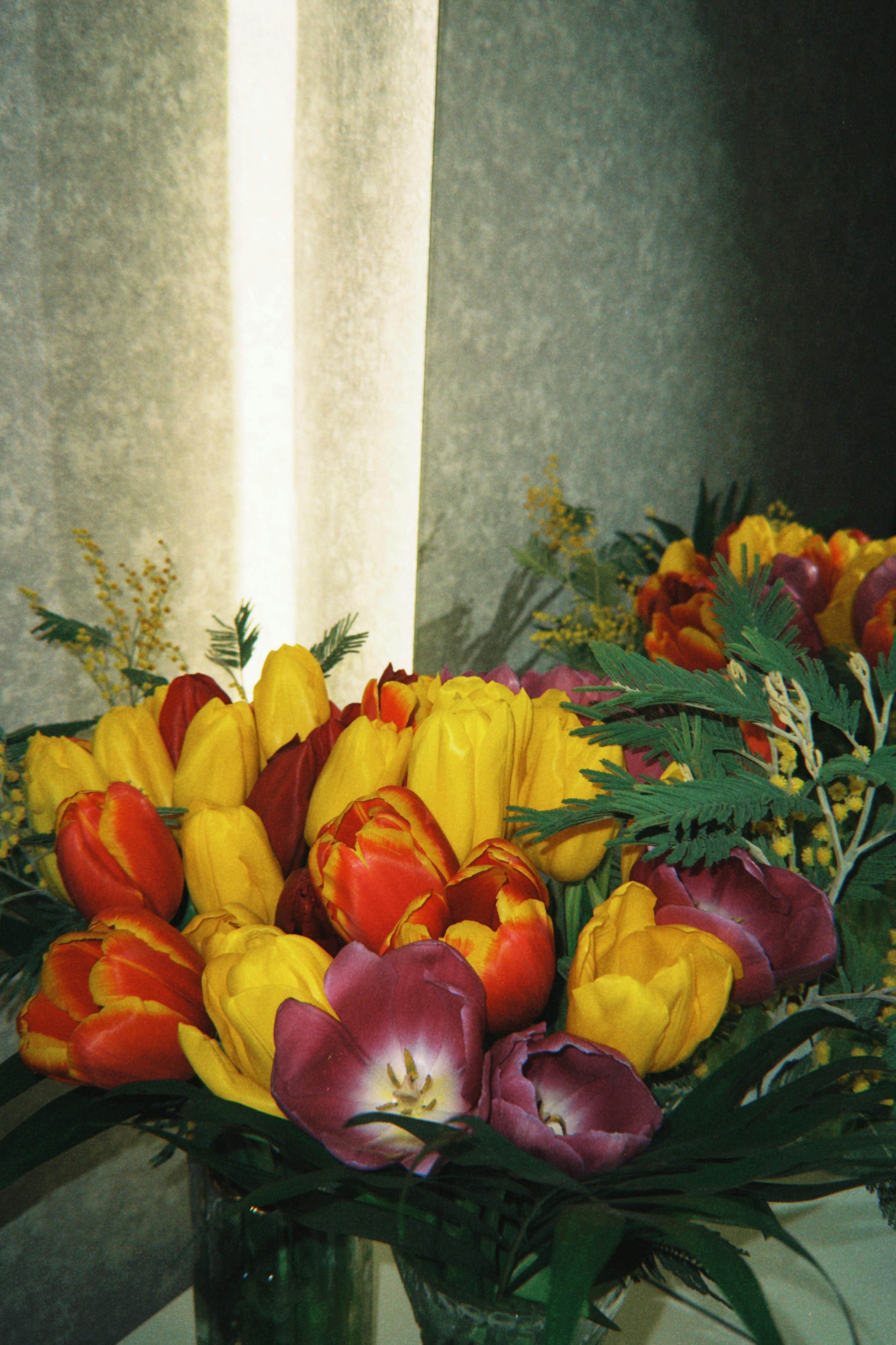 [ColoSach]-a-striking-bouquet-of-red,-yellow,-and-purple-tulips-arranged-indoors,-perfect-for-adding-color-and-warmth.