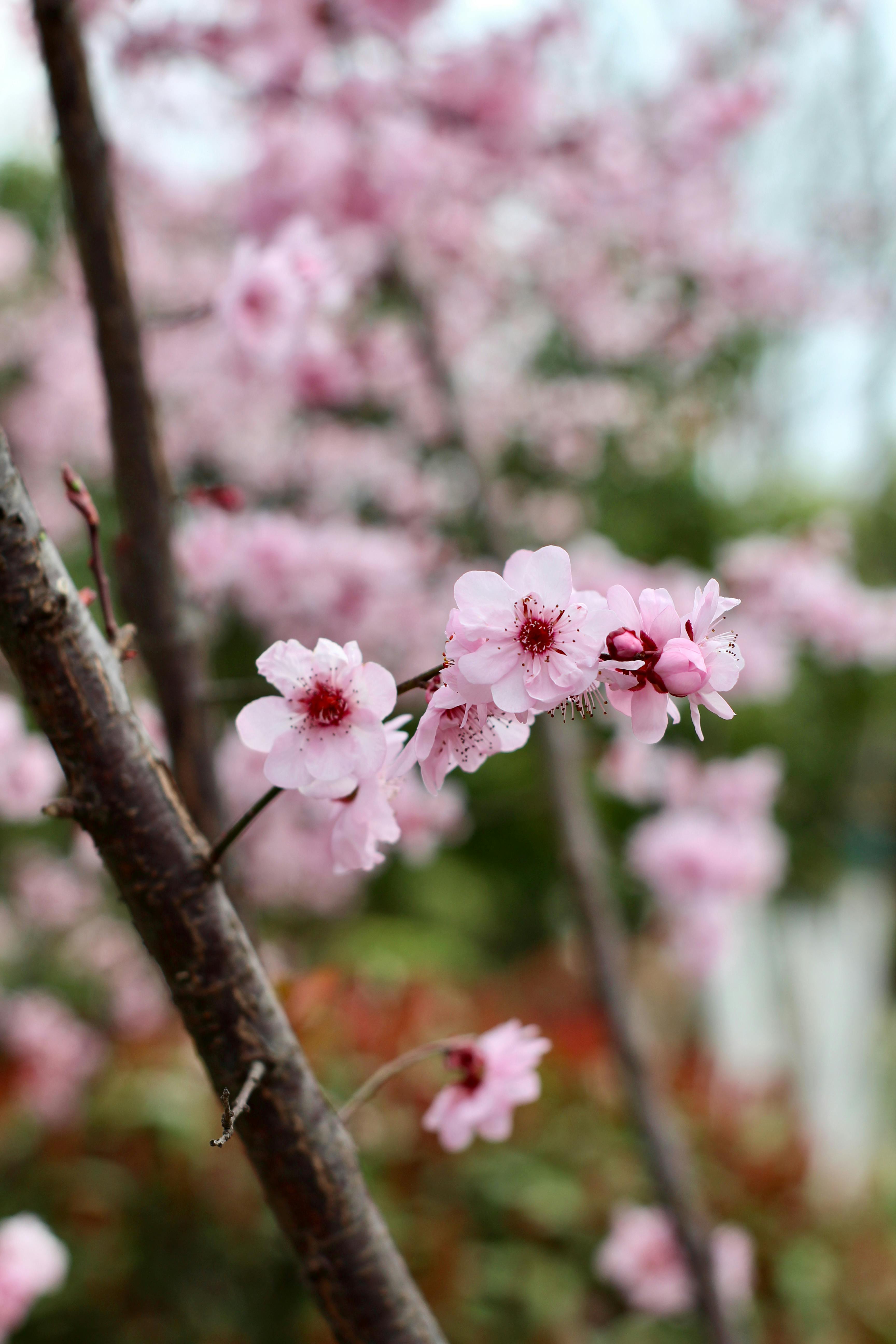 Zadarmo Detailný záber na ružové čerešňové kvety kvitnúce v Šanghaji na jar. Fotka z fotobanky